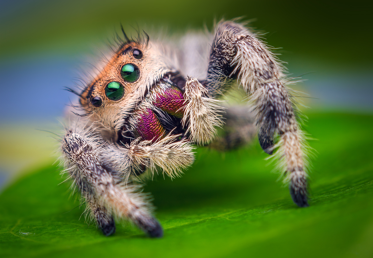 1475060 скачать картинку паук, животные, прыгающий паук - обои и заставки бесплатно