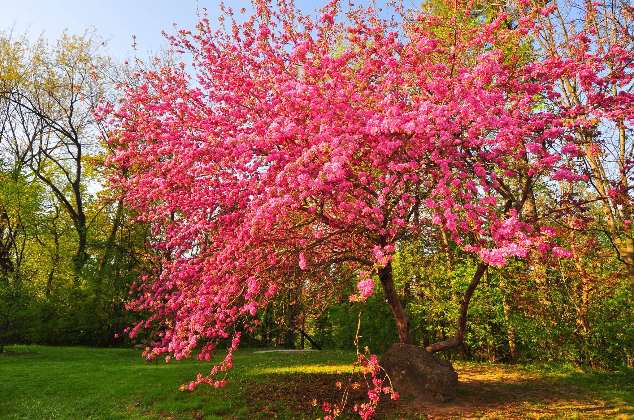 Скачати мобільні шпалери Природа, Дерево, Цвітіння, Земля, Весна, Рожева Квітка, Флауерзи безкоштовно.