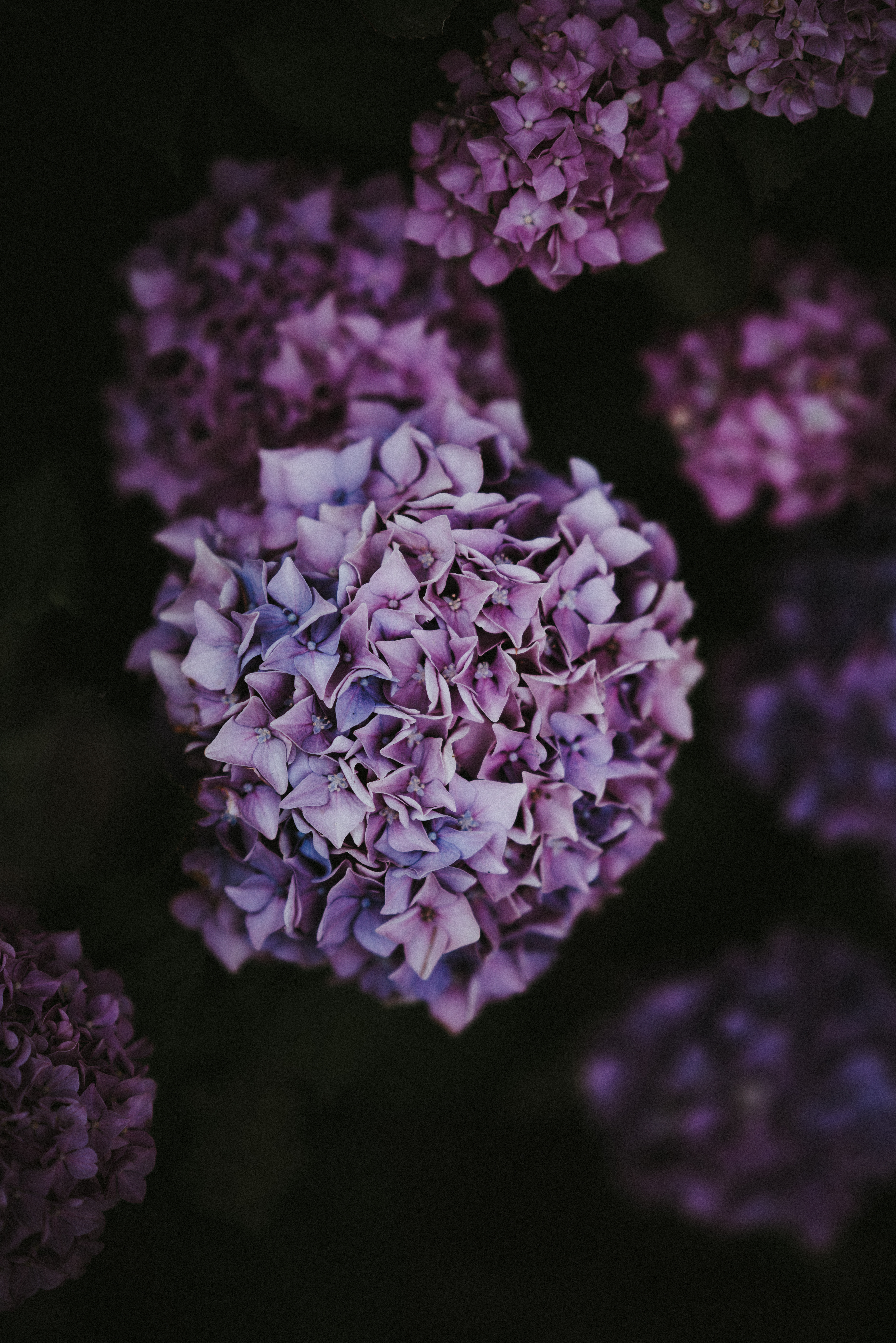 100281 Hintergrundbild herunterladen blumen, rosa, bush, busch, lila, hortensie, blütenstände, blütenstand - Bildschirmschoner und Bilder kostenlos