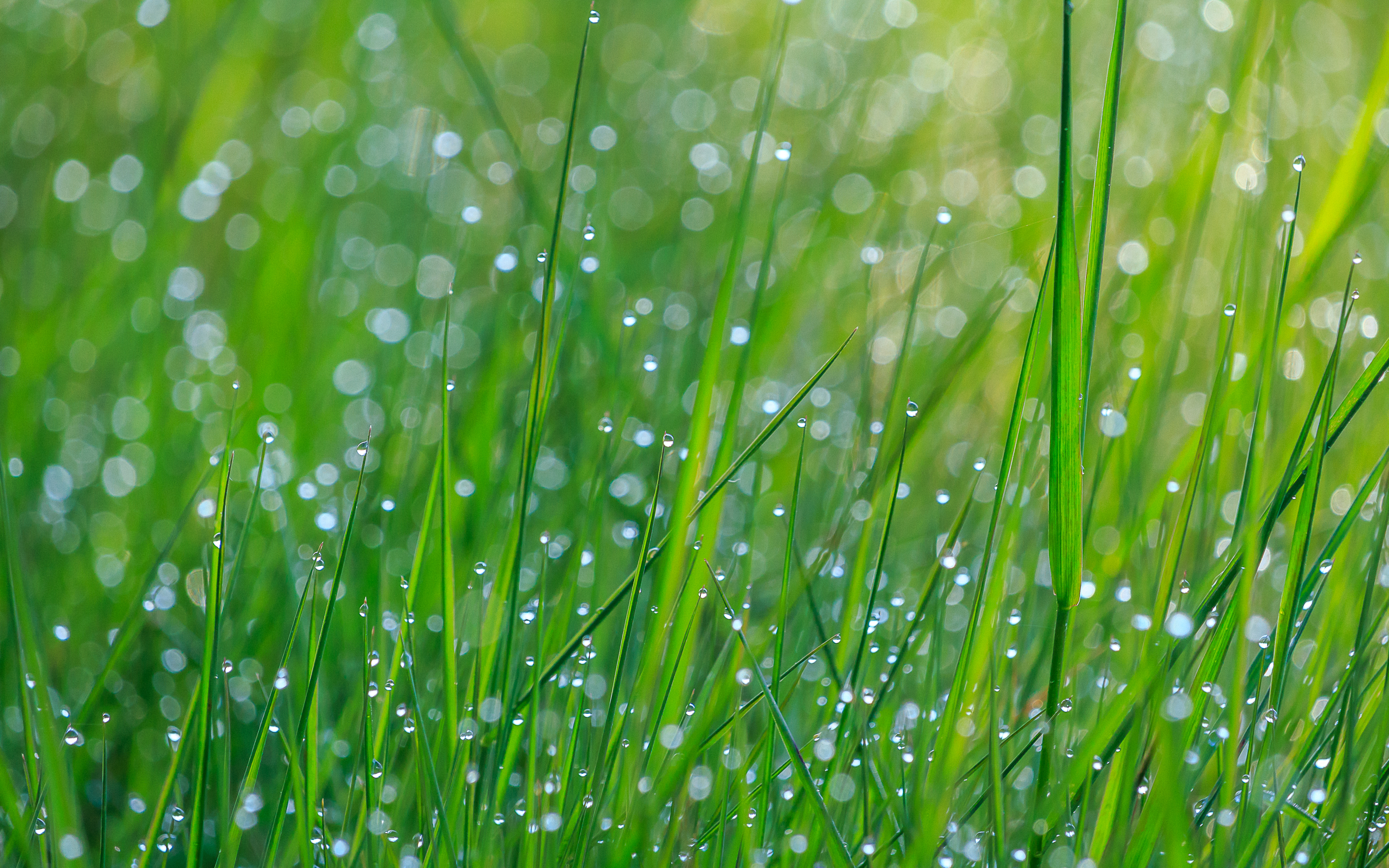 Download mobile wallpaper Grass, Macro, Wet, Dew, Drops for free.