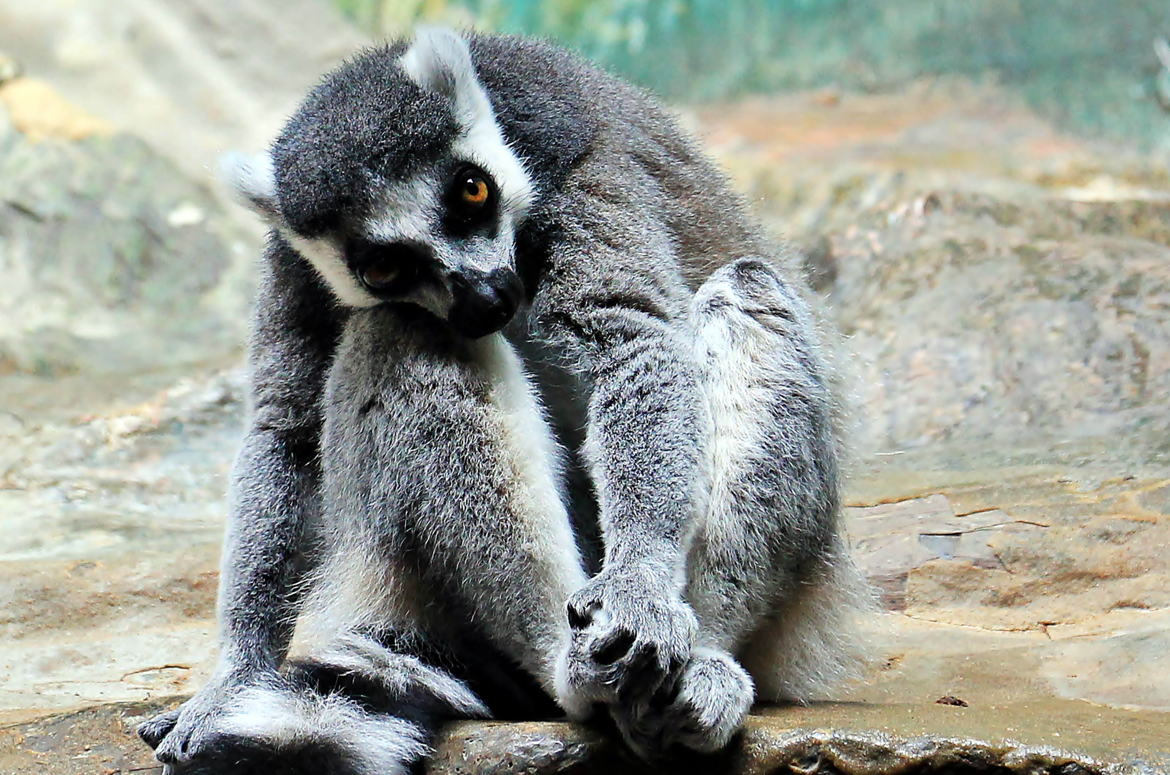 Free download wallpaper Sit, Striped, Lemur, Animals, Beast on your PC desktop