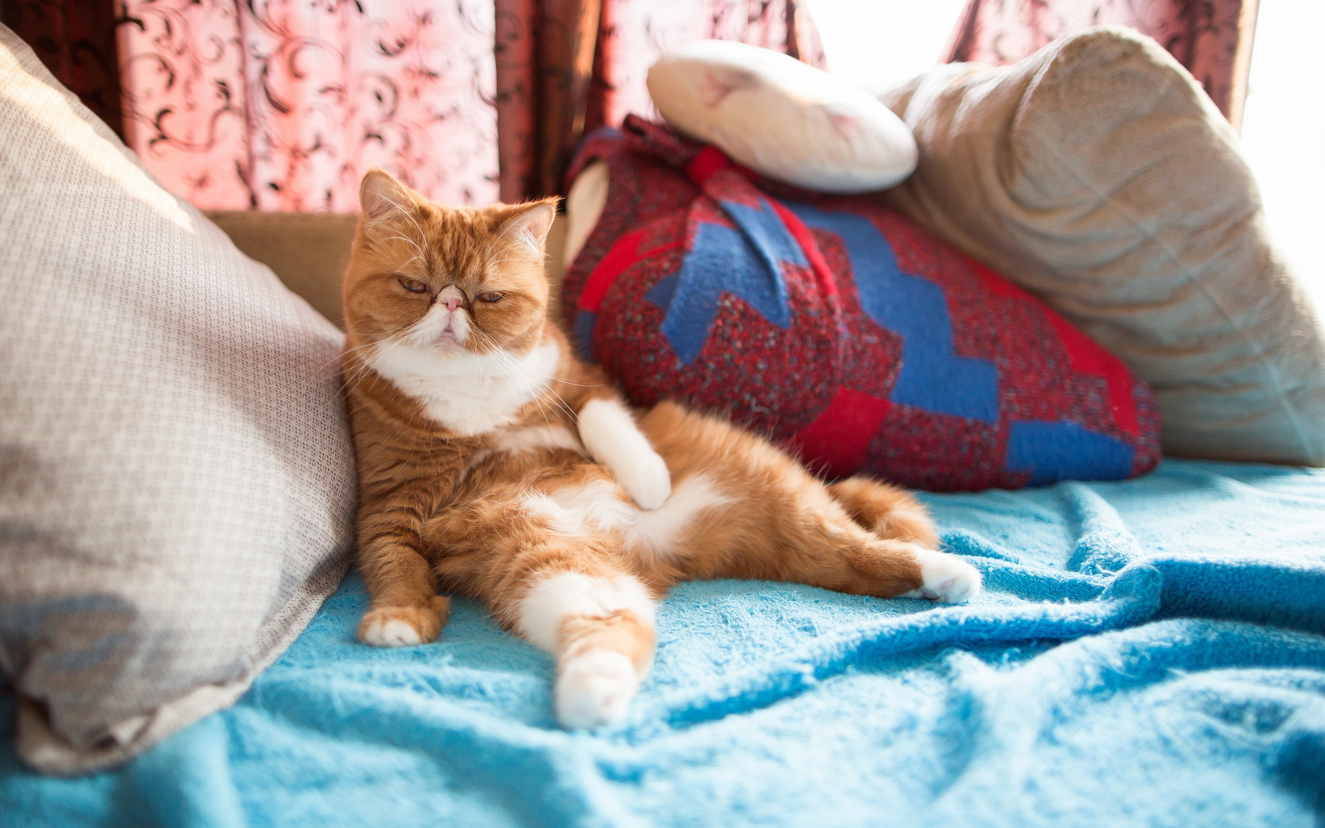 Baixe gratuitamente a imagem Animais, Gatos, Gato na área de trabalho do seu PC