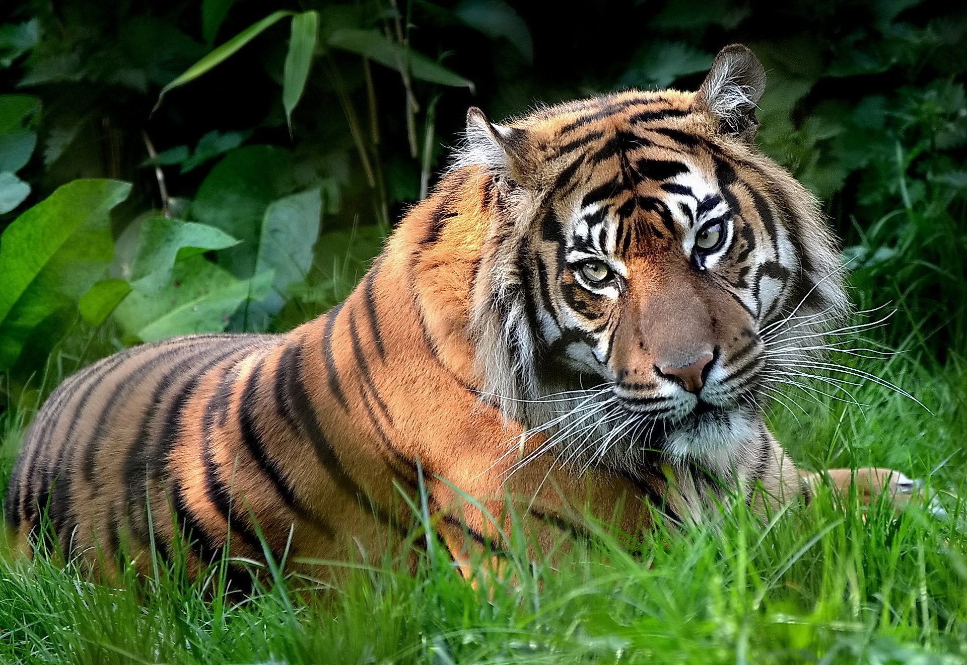 Baixe gratuitamente a imagem Animais, Gatos, Gato, Tigre na área de trabalho do seu PC