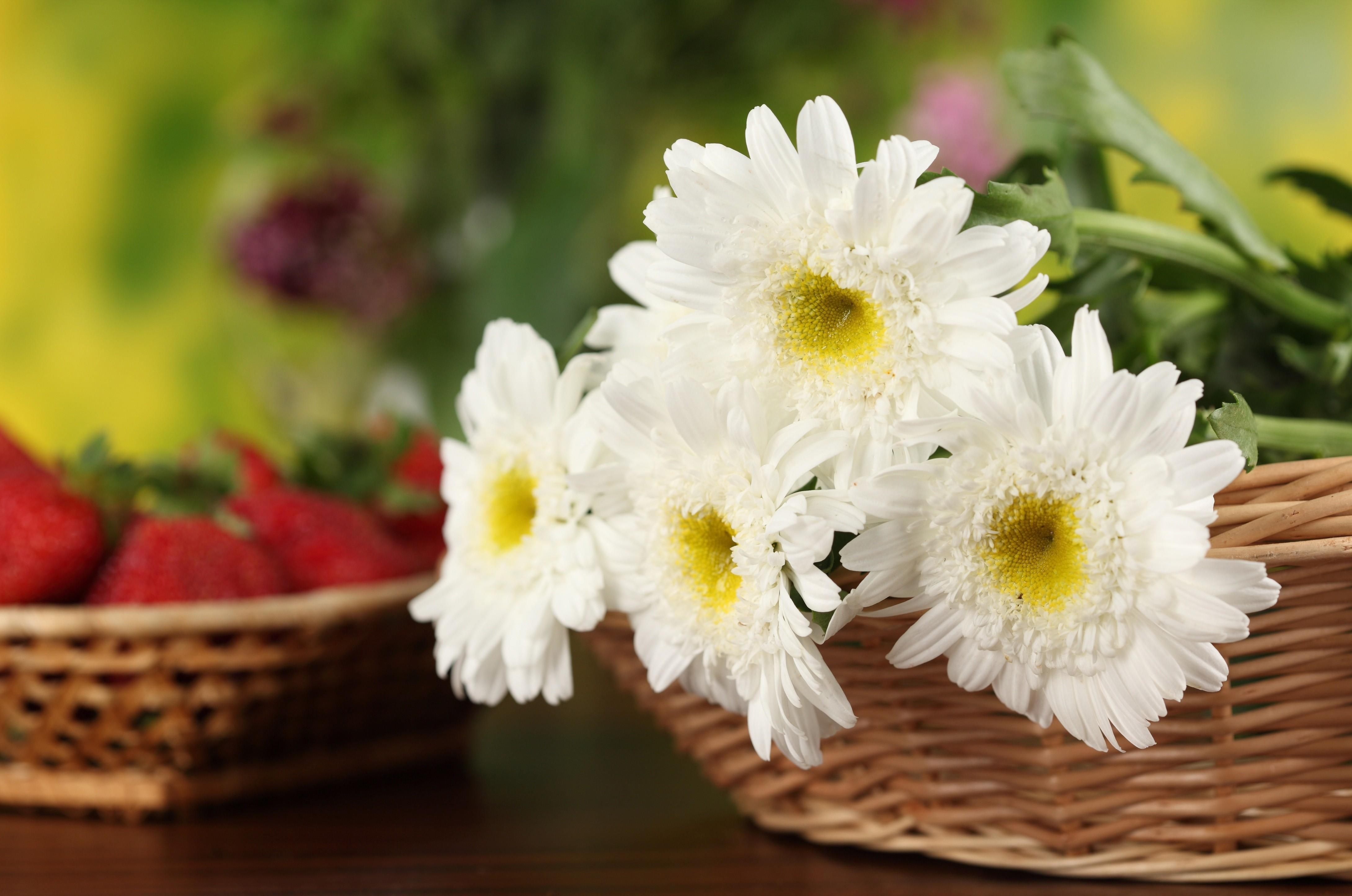 Download mobile wallpaper Basket, Close Up, Chrysanthemum, Flowers, Snow White for free.