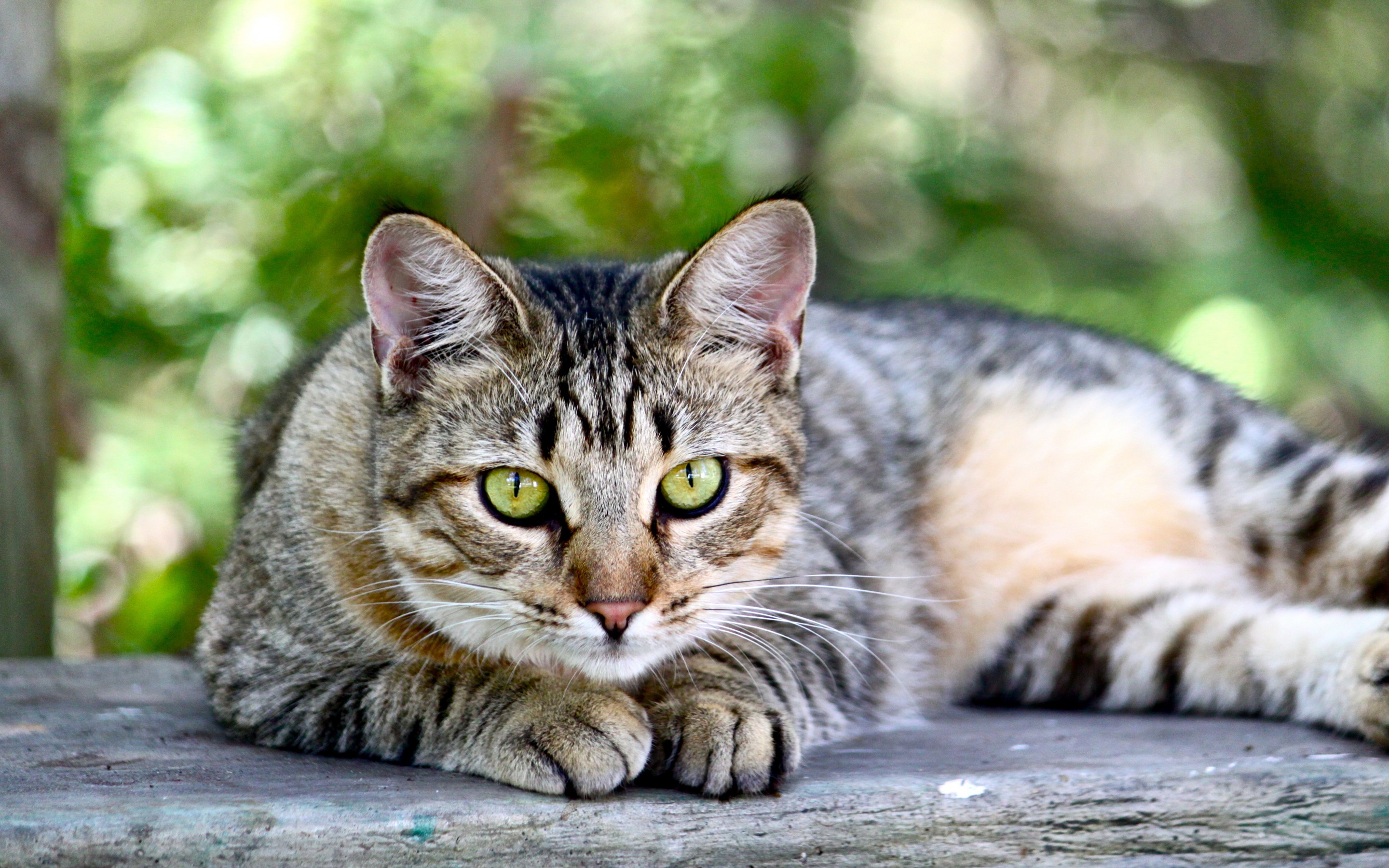 Baixar papel de parede para celular de Animais, Gatos, Gato gratuito.