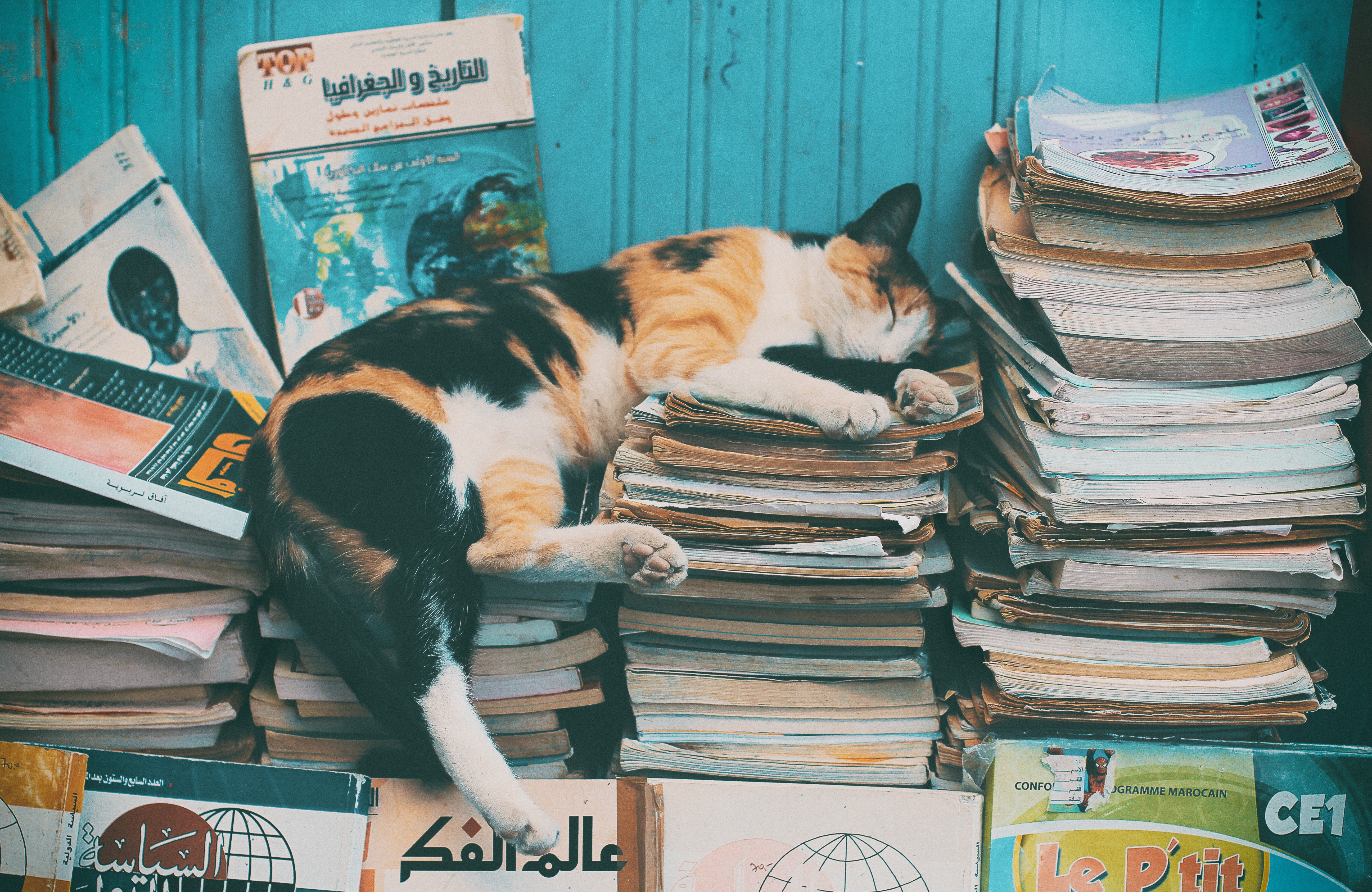 books, animals, cat, relaxation, rest, sleep, dream, logs, magazines