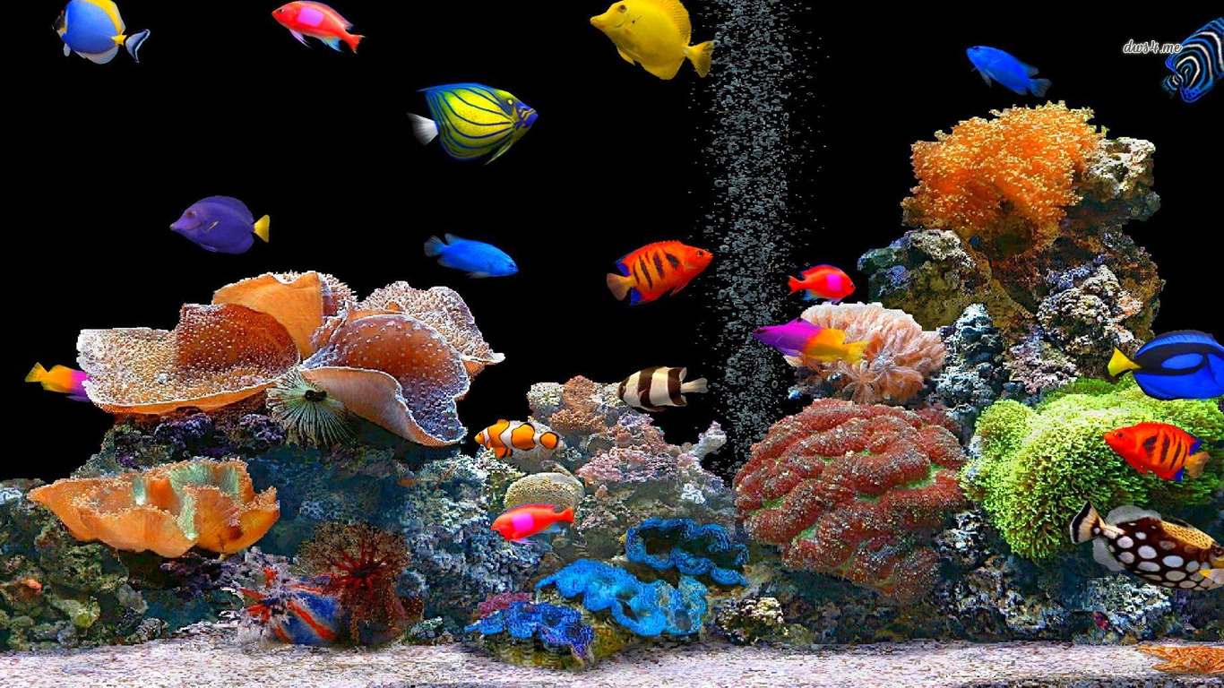 Free download wallpaper Animal, Fish on your PC desktop
