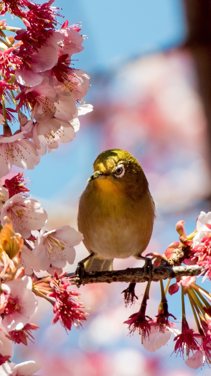 Download mobile wallpaper Birds, Bird, Branch, Animal, Spring, Blossom, Pink Flower, White Eye for free.