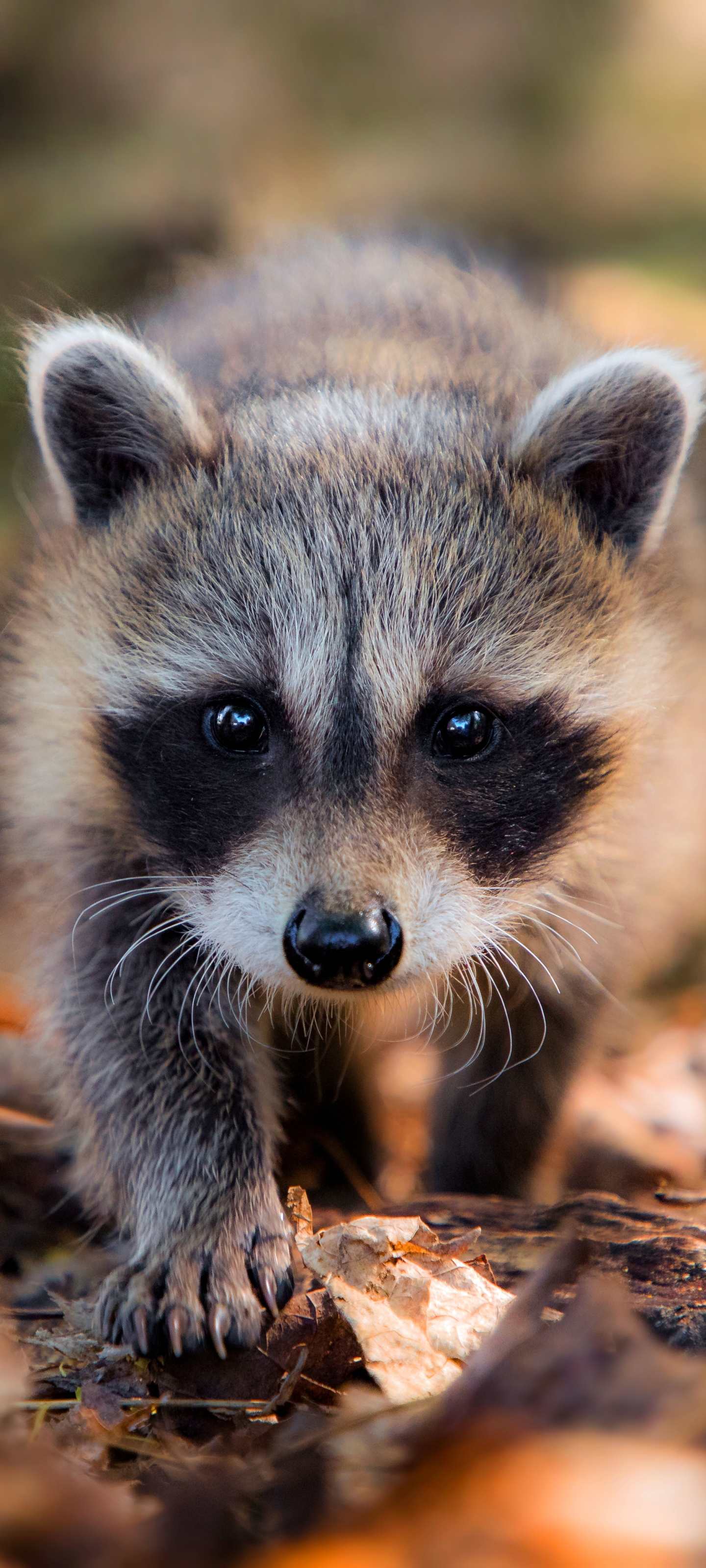 Handy-Wallpaper Tiere, Waschbär kostenlos herunterladen.