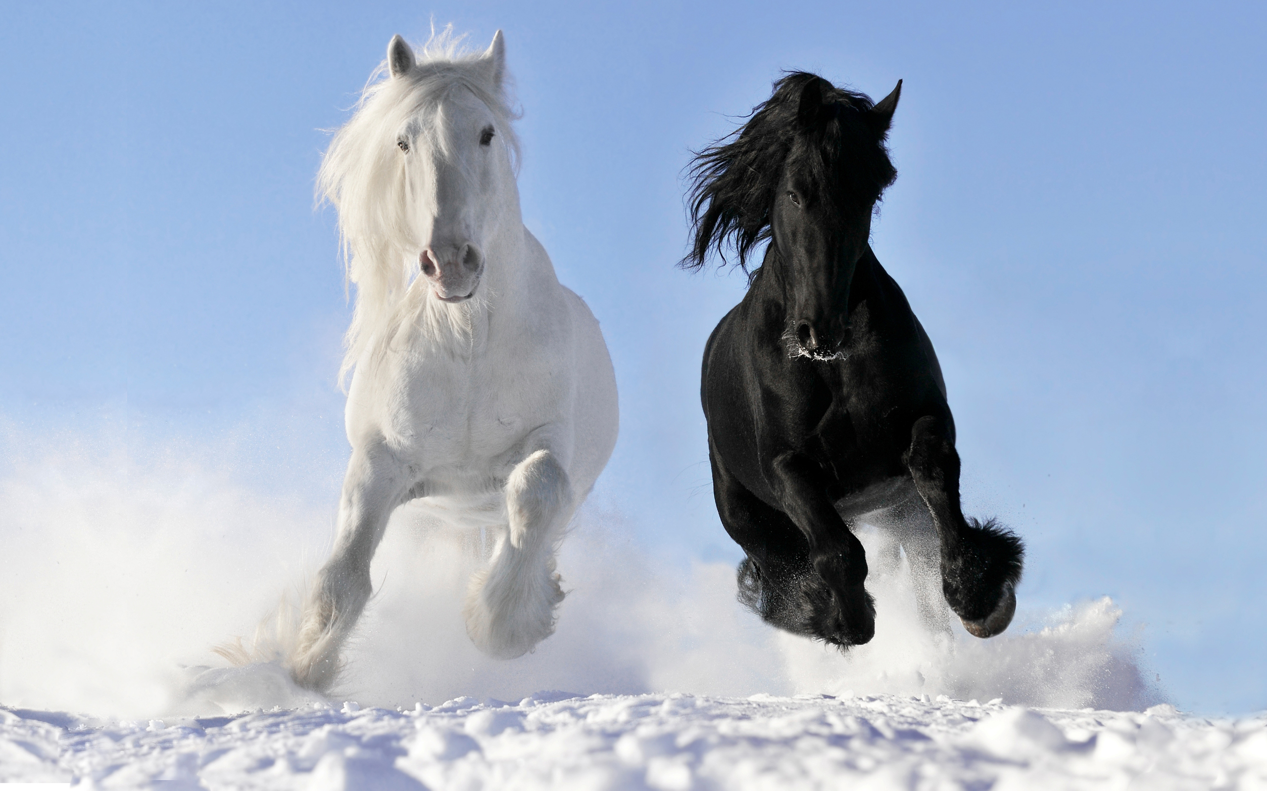 569047 descargar fondo de pantalla animales, caballo: protectores de pantalla e imágenes gratis