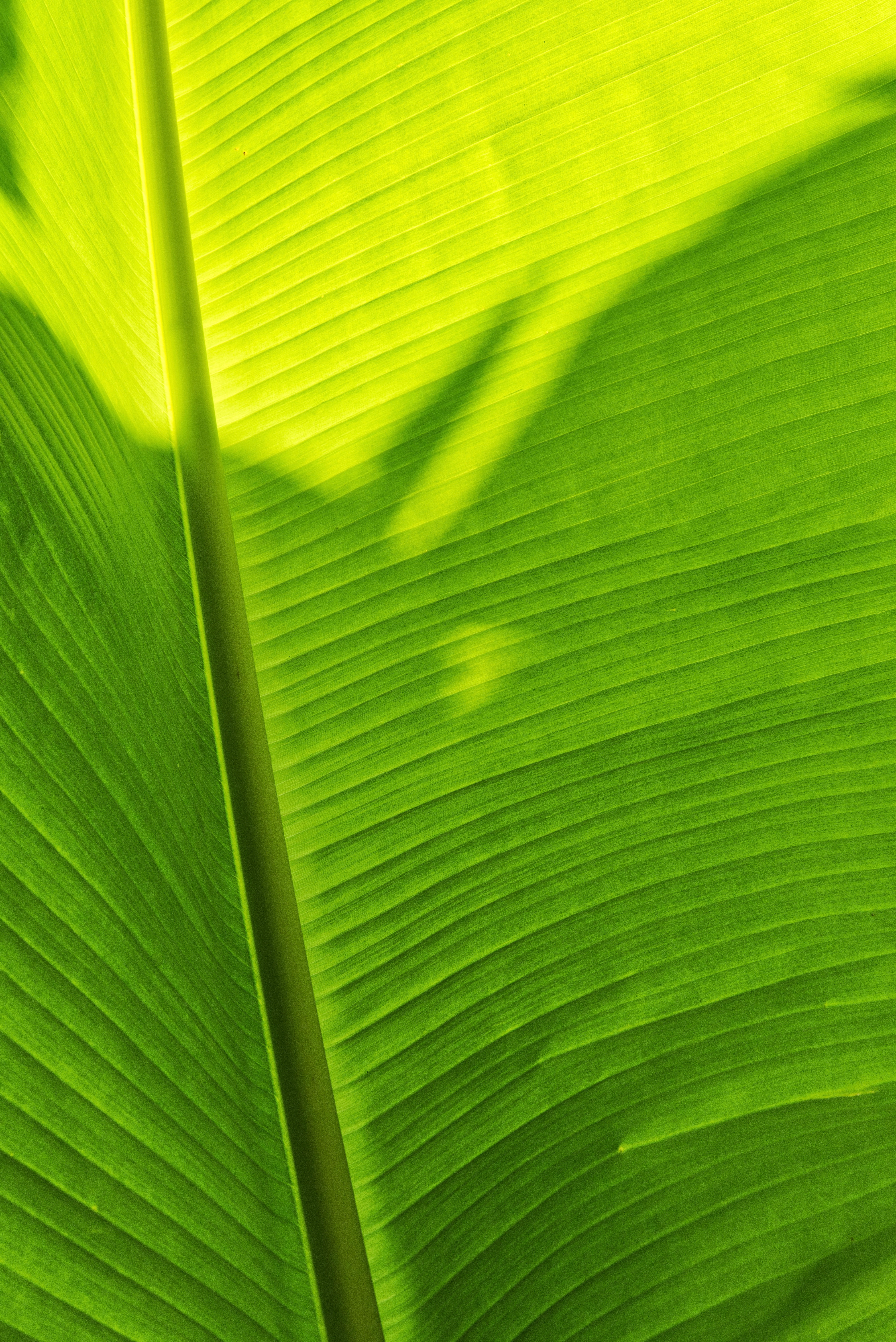 Laden Sie das Pflanze, Makro, Blatt, Schatten-Bild kostenlos auf Ihren PC-Desktop herunter