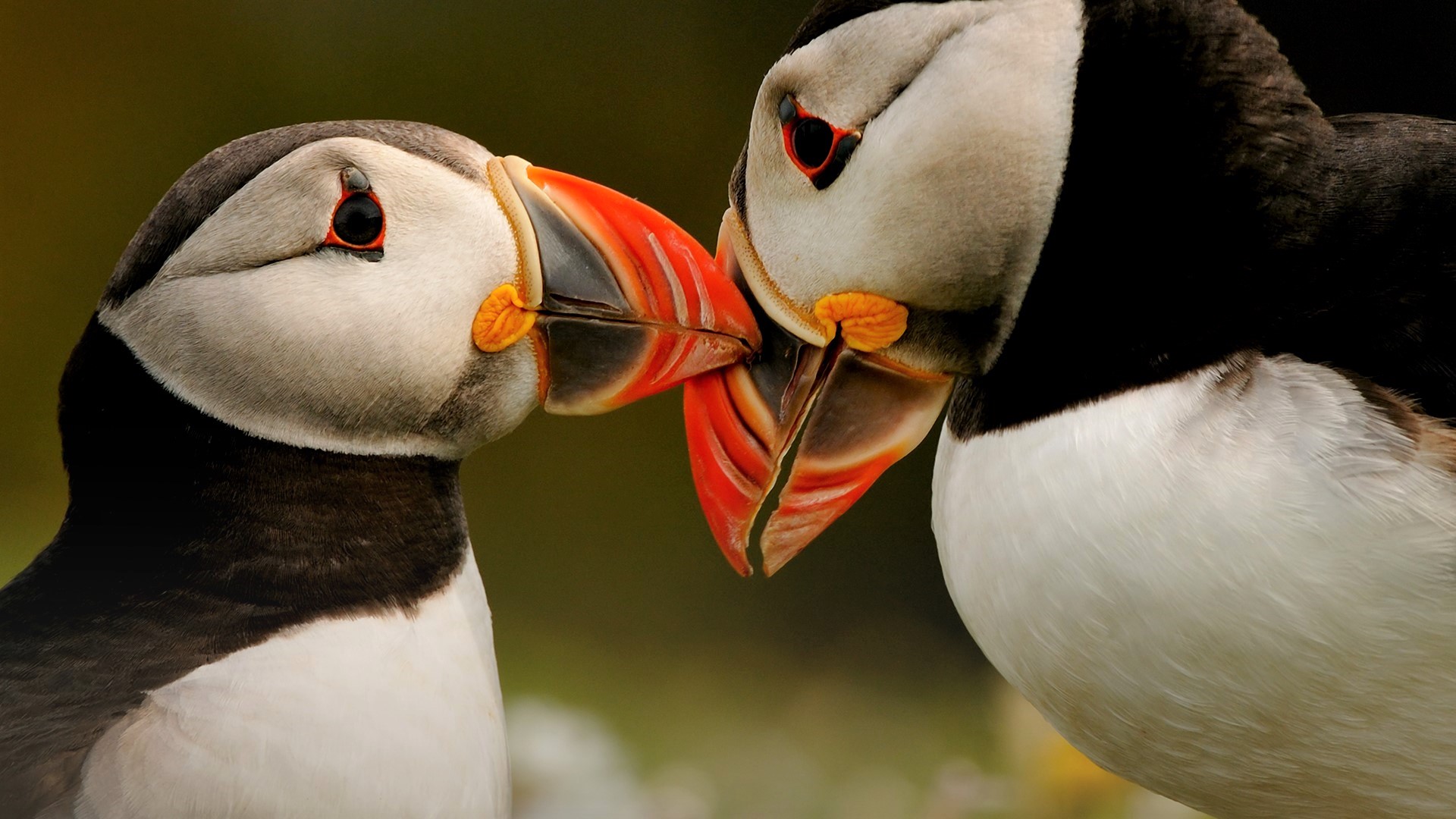 Download mobile wallpaper Birds, Bird, Close Up, Animal, Colorful, Kiss, Puffin, Baby Animal for free.