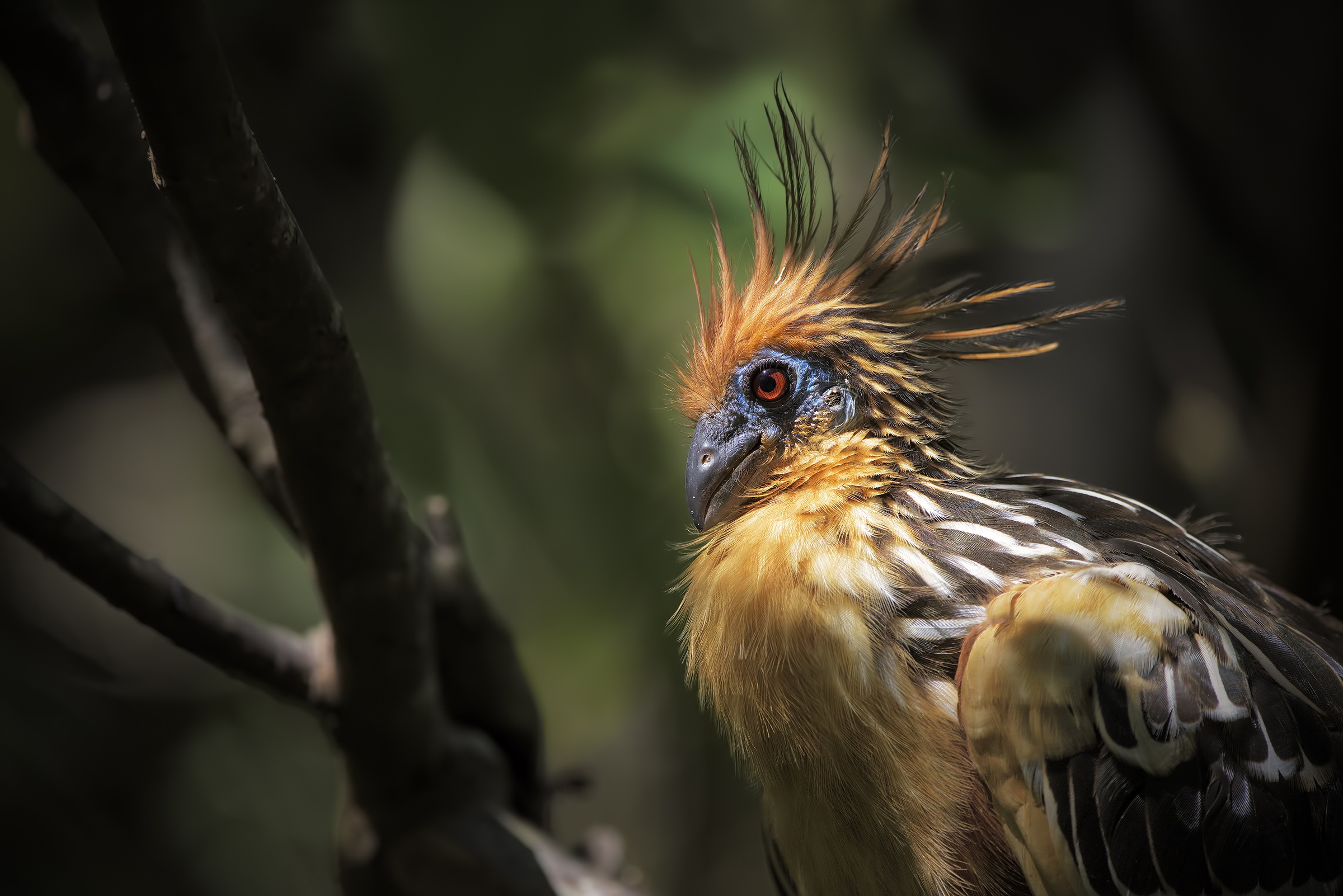 Téléchargez des papiers peints mobile Animaux, Oiseau, Branche, Des Oiseaux gratuitement.