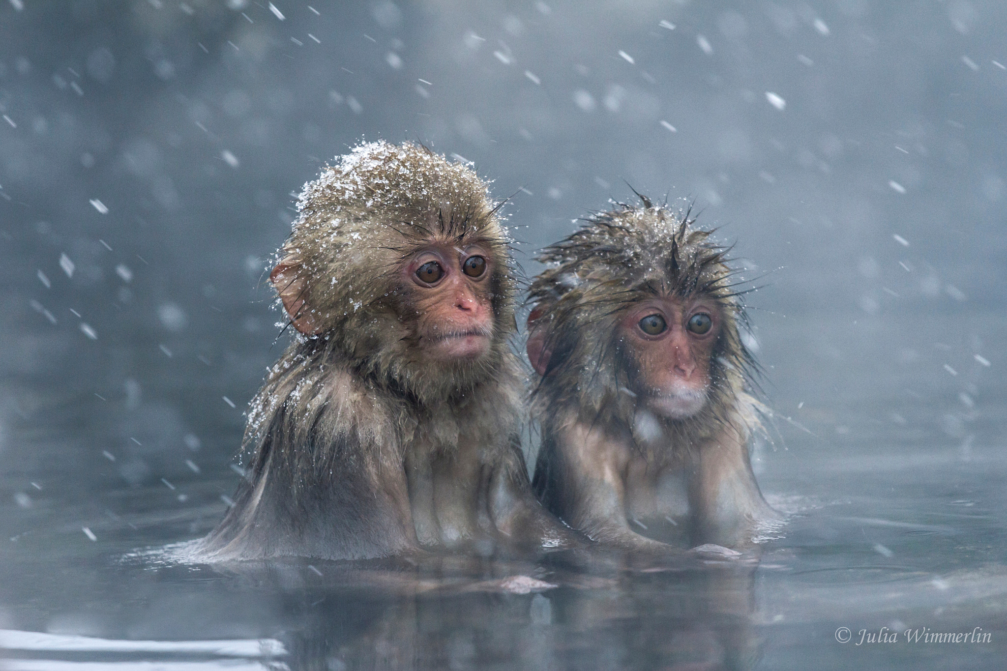 Los mejores fondos de pantalla de Macaco Japonés para la pantalla del teléfono