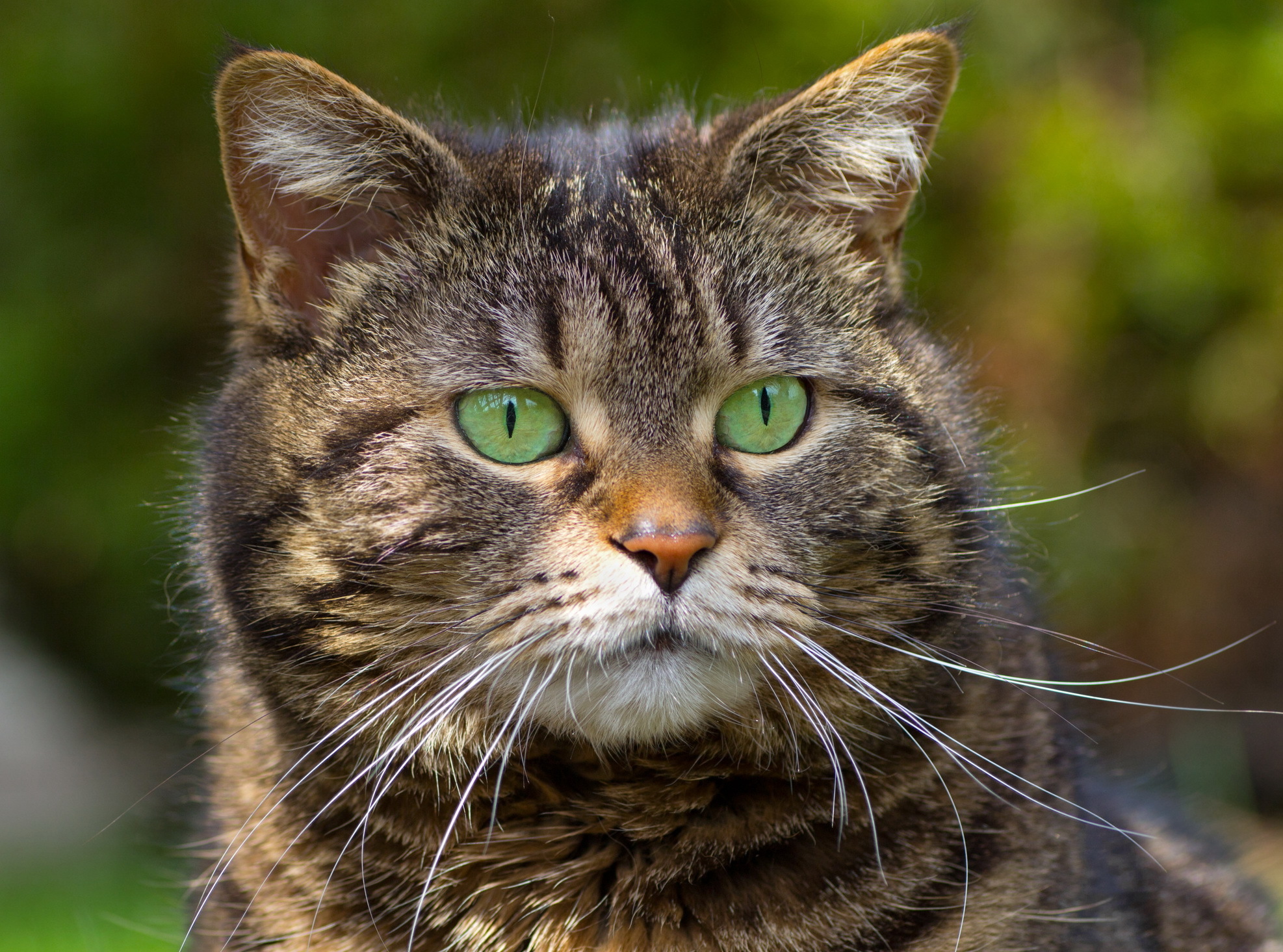 Baixe gratuitamente a imagem Animais, Gatos, Gato na área de trabalho do seu PC