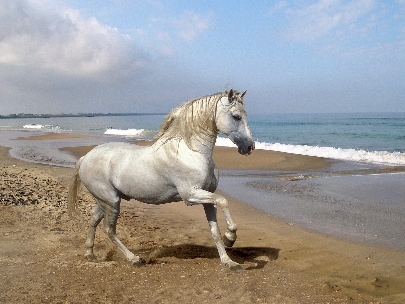 Free download wallpaper Animals, Beach, Horses on your PC desktop