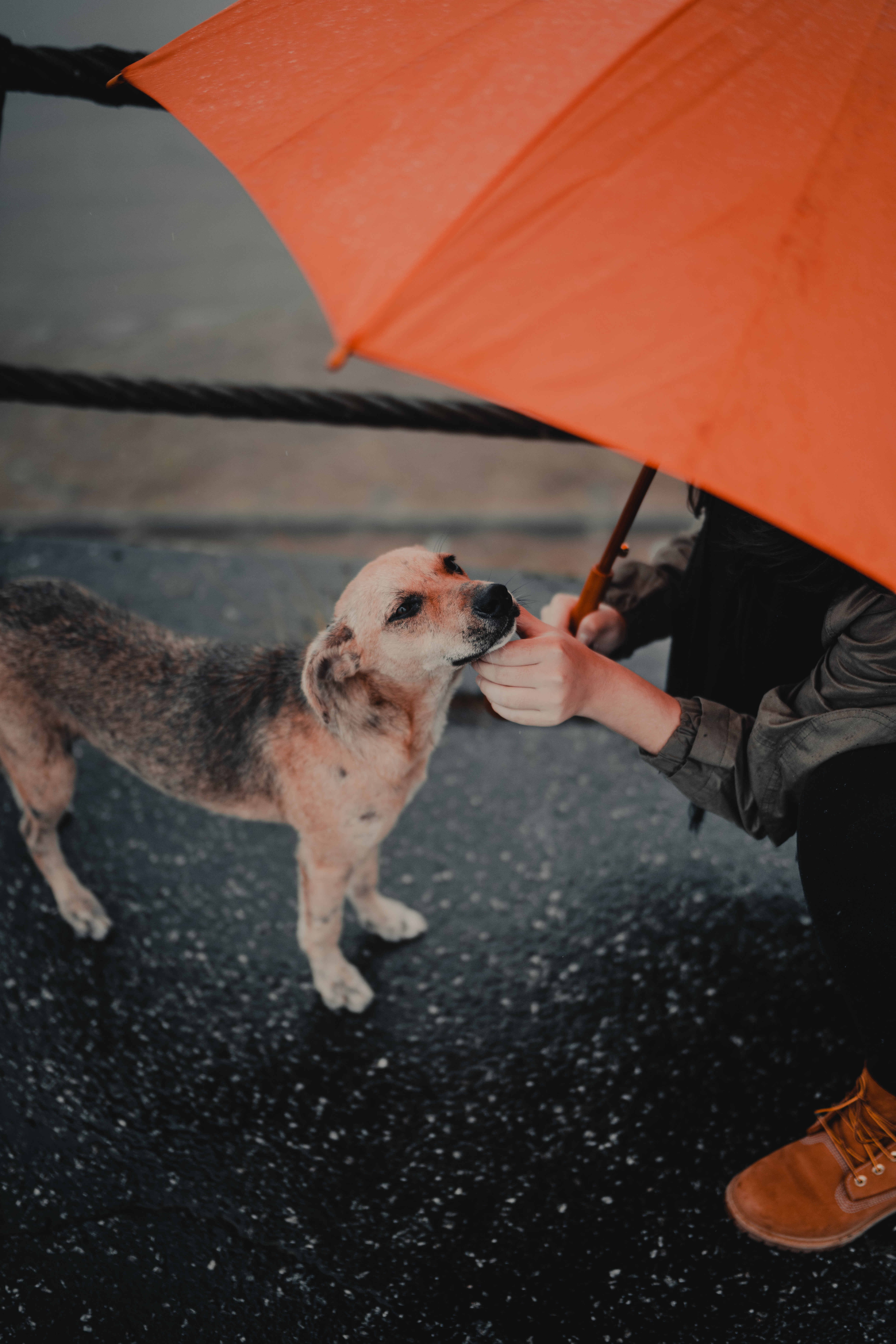 Laden Sie das Verschiedenes, Sonstige, Straße, Haustier, Mensch, Person, Regenschirm, Street, Hund-Bild kostenlos auf Ihren PC-Desktop herunter