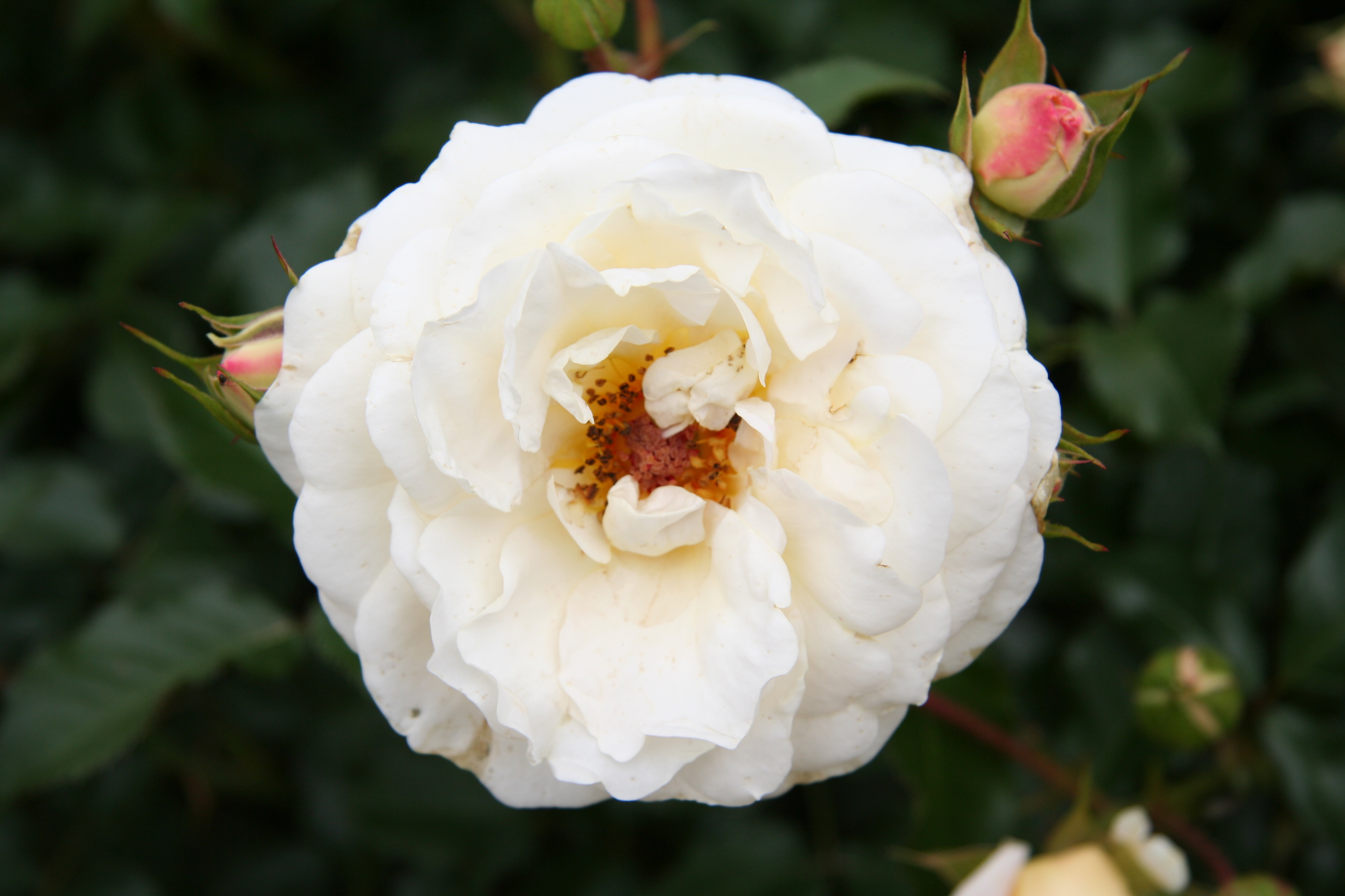 Téléchargez des papiers peints mobile Bourgeon, Rose Blanche, Fleurs, Fleur, Rose, Terre/nature gratuitement.