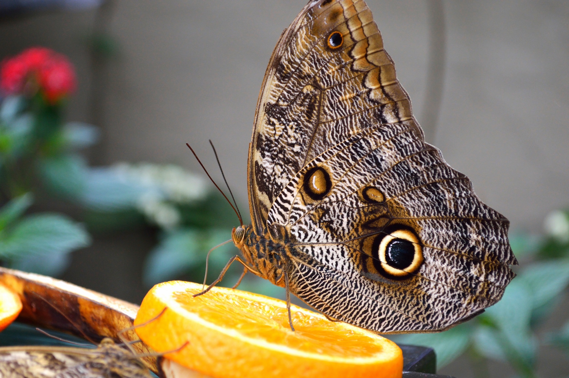 Descarga gratuita de fondo de pantalla para móvil de Animales, De Cerca, Insecto, Mariposa.