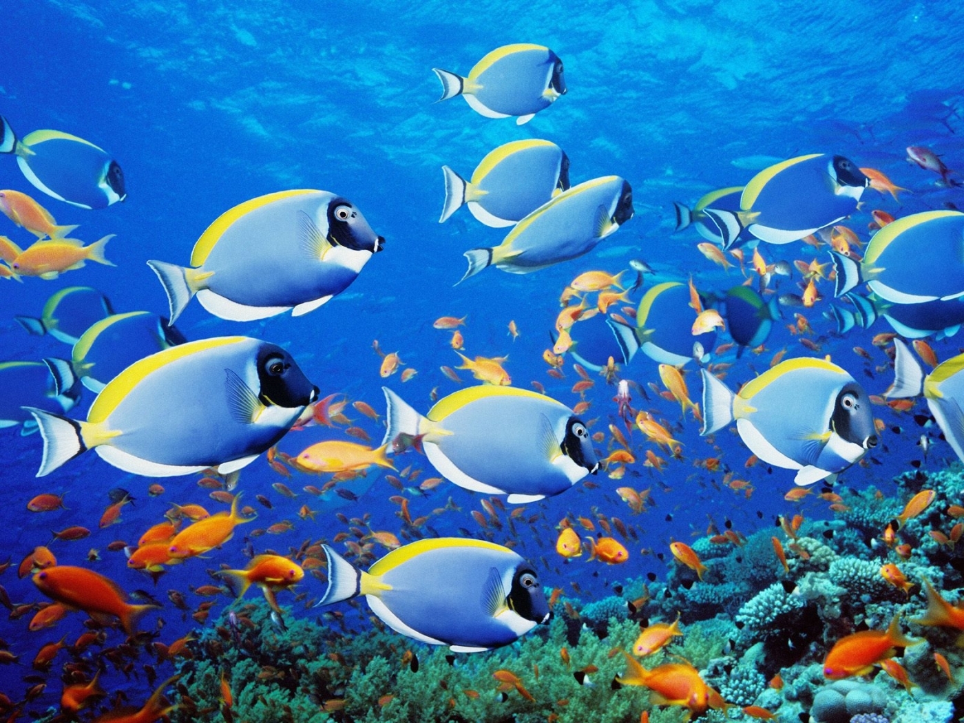 31710 télécharger l'image poissons, animaux, mer, bleu - fonds d'écran et économiseurs d'écran gratuits