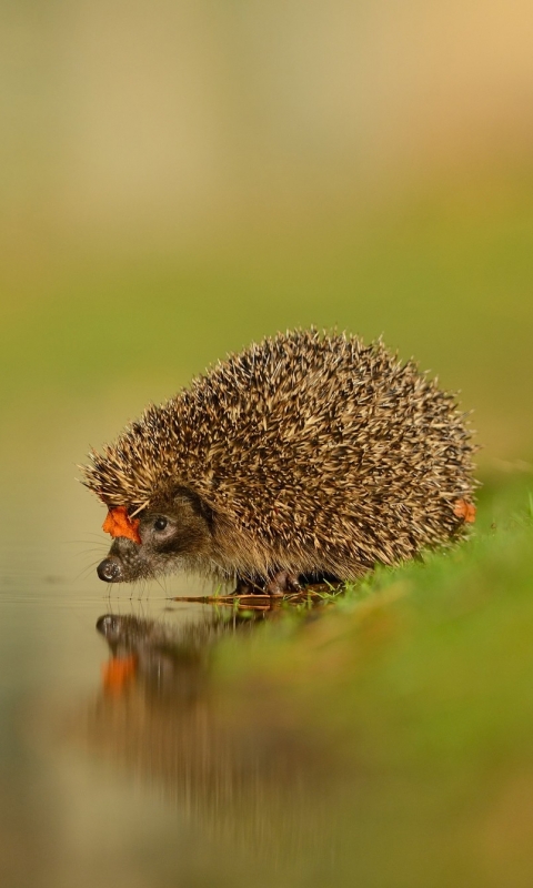 Download mobile wallpaper Water, Reflection, Animal, Hedgehog for free.