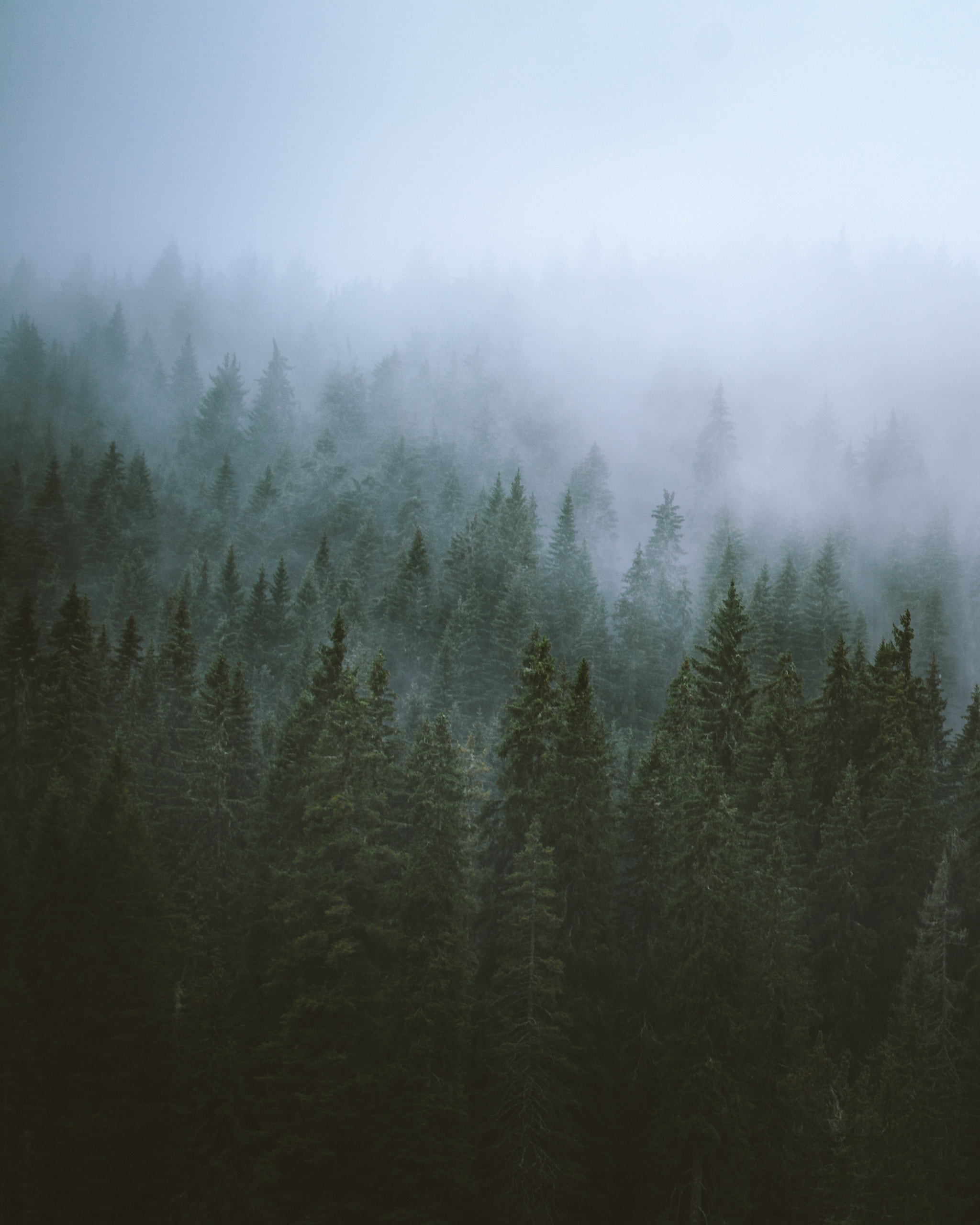 Завантажити шпалери безкоштовно Дерева, Верх, Ліс, Туман, Верхівки, Природа картинка на робочий стіл ПК