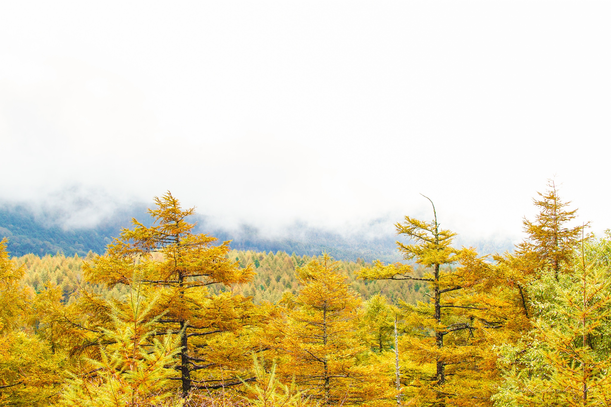 Descarga gratuita de fondo de pantalla para móvil de Naturaleza, Otoño, Bosque, Árbol, Tierra/naturaleza.