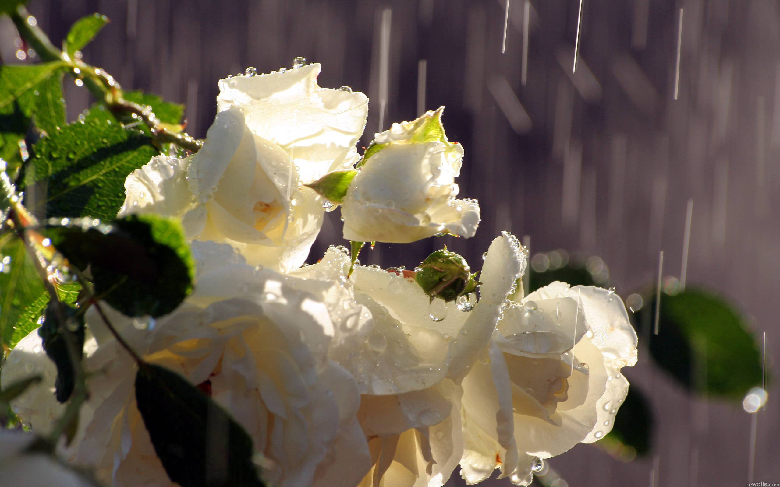 Download mobile wallpaper Rain, Flower, Rose, Earth, Water Drop for free.