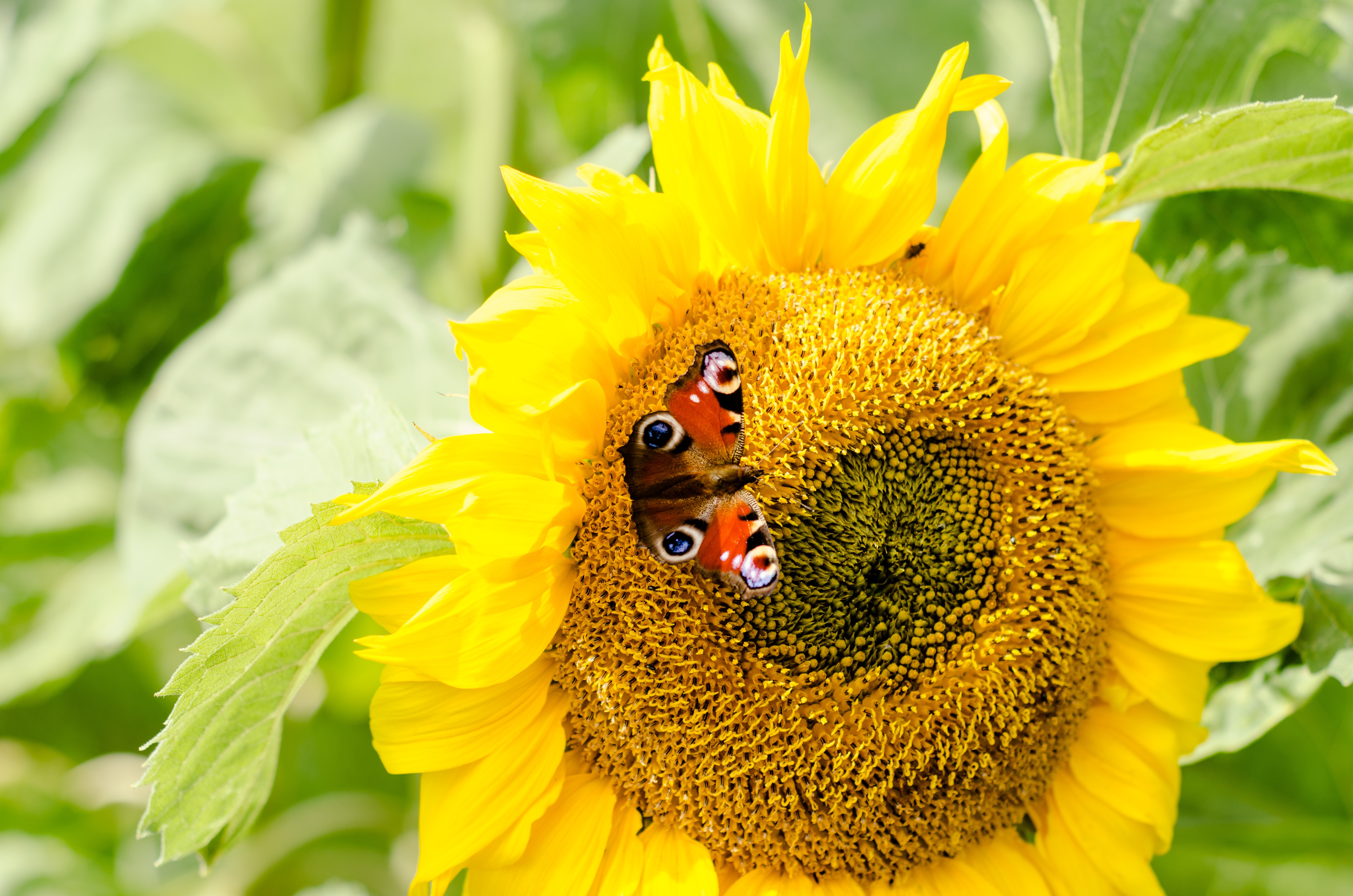 Descarga gratuita de fondo de pantalla para móvil de Animales, De Cerca, Insecto, Mariposa, Girasol, Flor Amarilla.