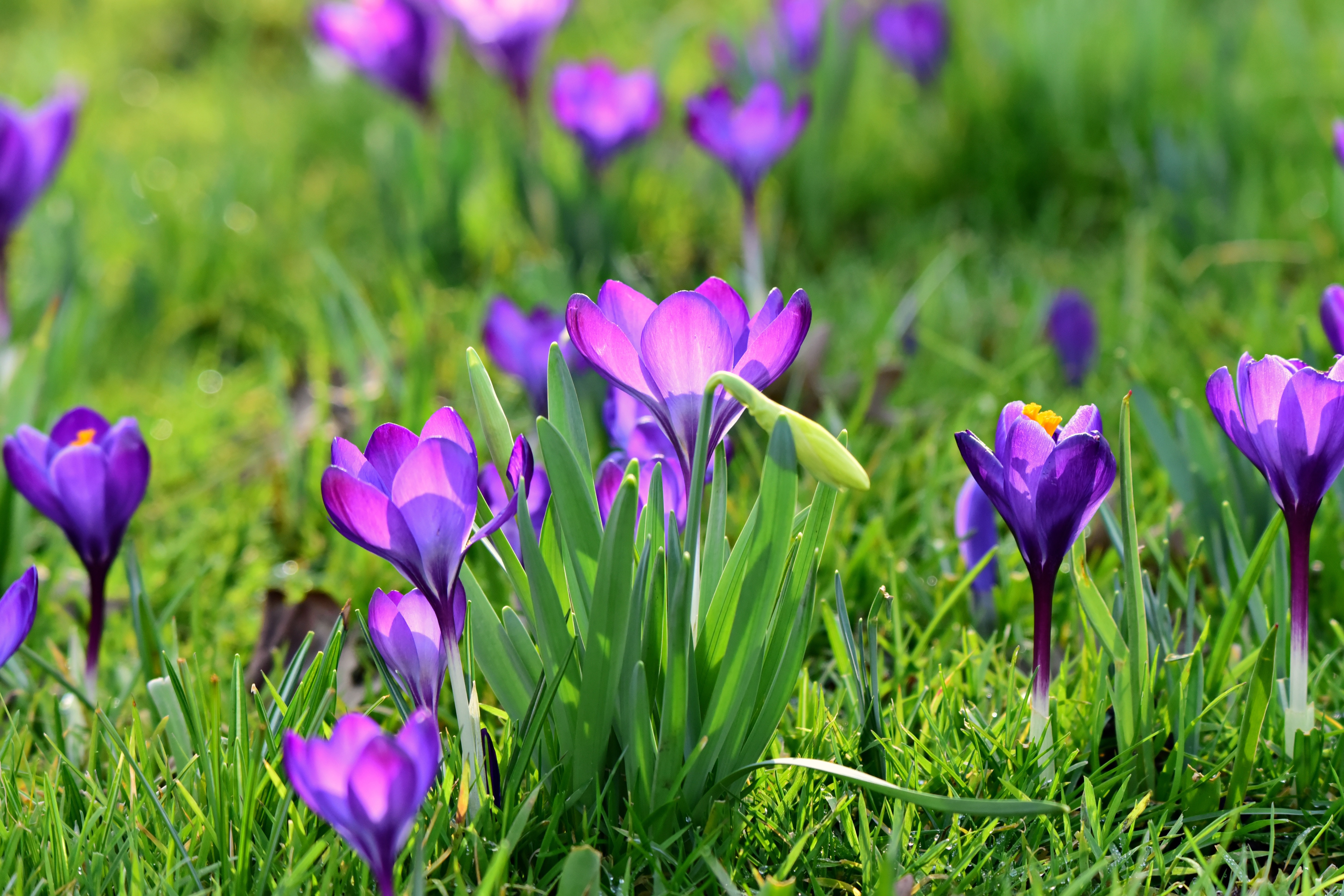 Free download wallpaper Nature, Flowers, Flower, Close Up, Earth, Spring, Crocus on your PC desktop