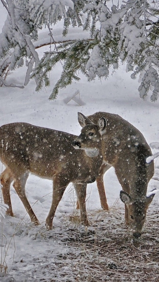 Download mobile wallpaper Winter, Forest, Animal, Deer, Snowfall for free.
