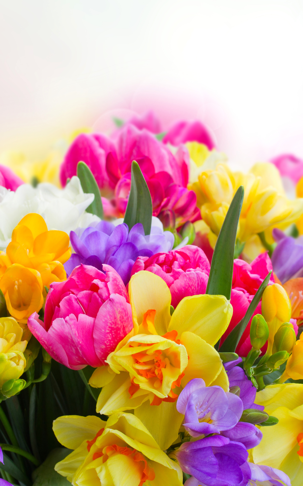 無料モバイル壁紙フラワーズ, 花, 地球, 色, カラフル, 黄色い花, ピンクの花, 紫色の花をダウンロードします。