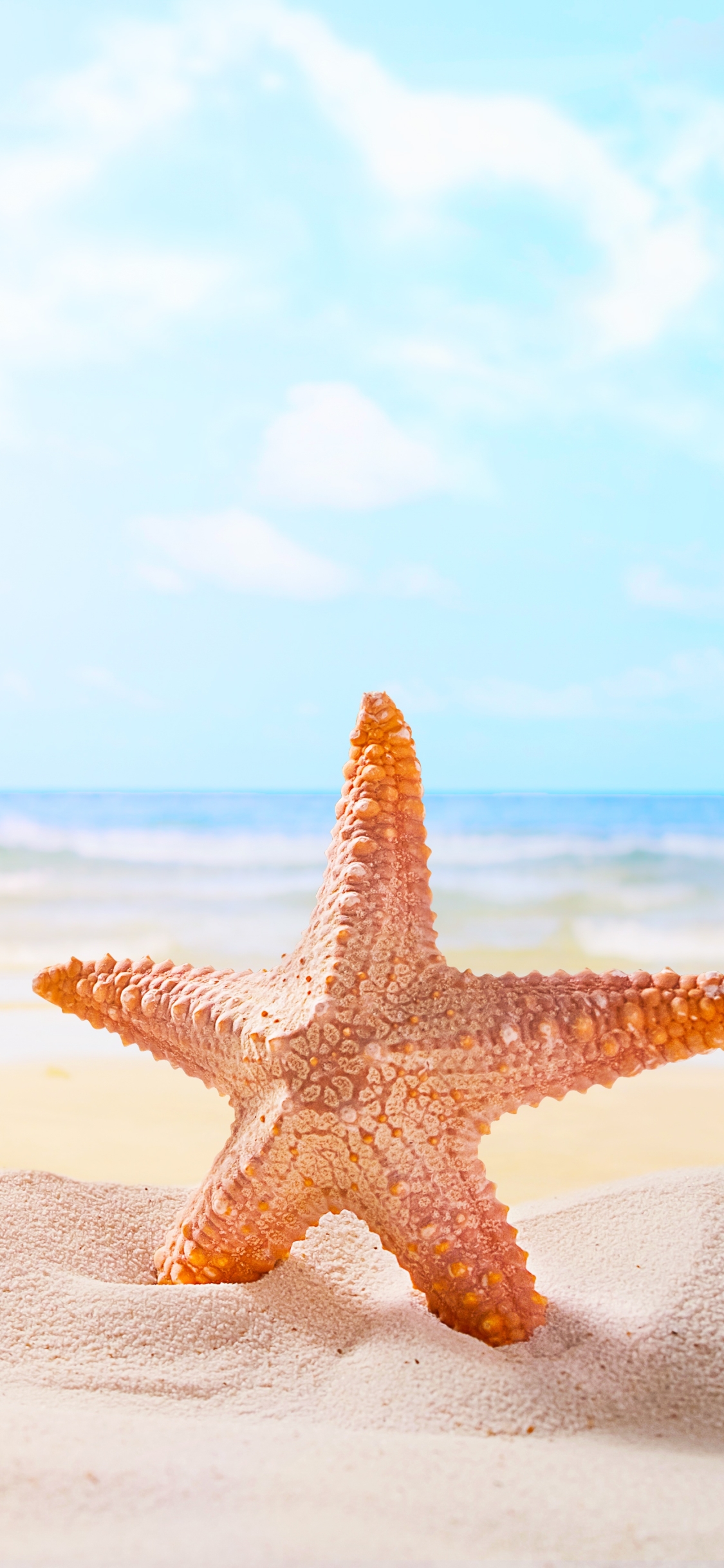 Download mobile wallpaper Beach, Sand, Starfish, Horizon, Ocean, Animal for free.