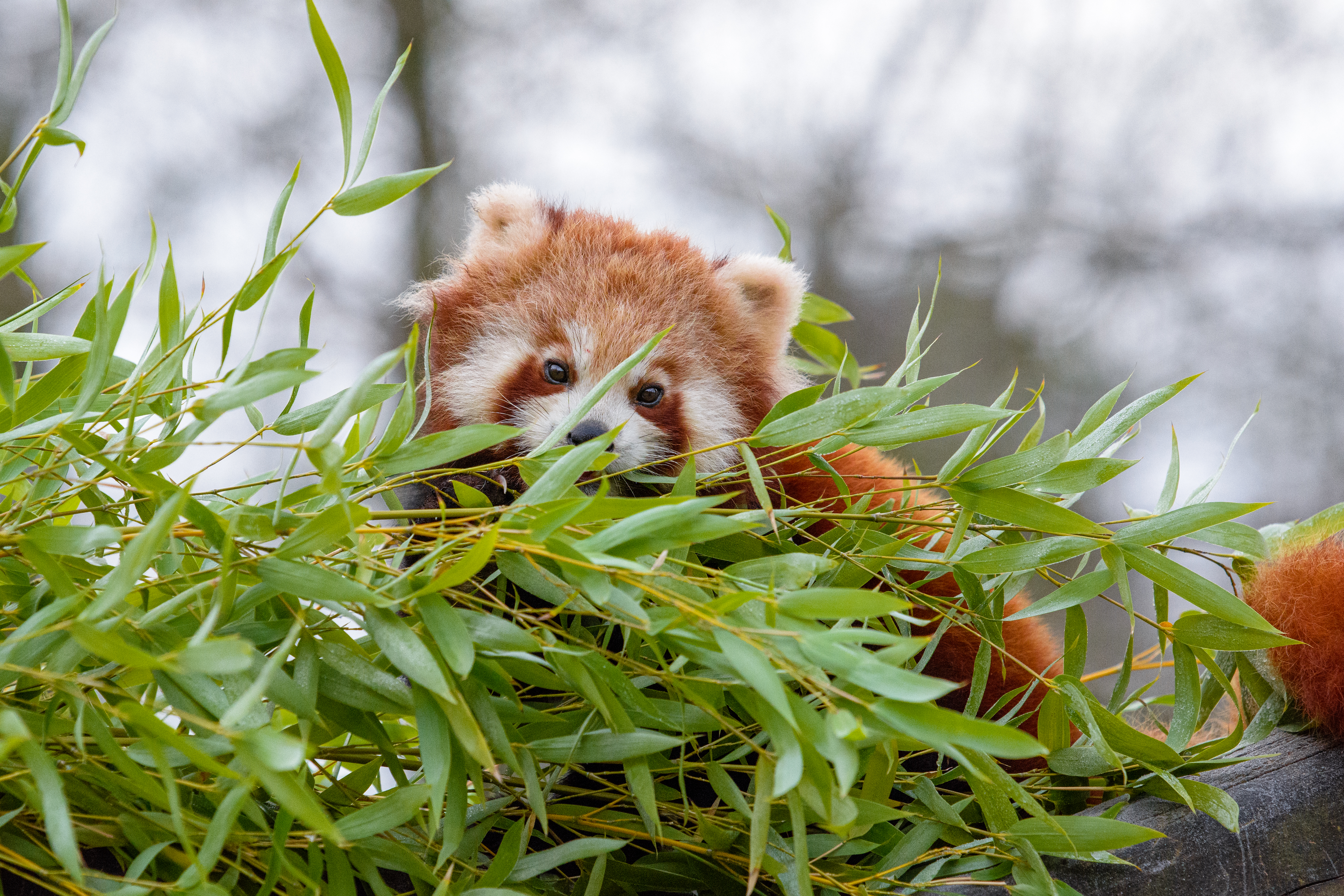 fluffy, animals, brown, branches, animal, little panda, small panda