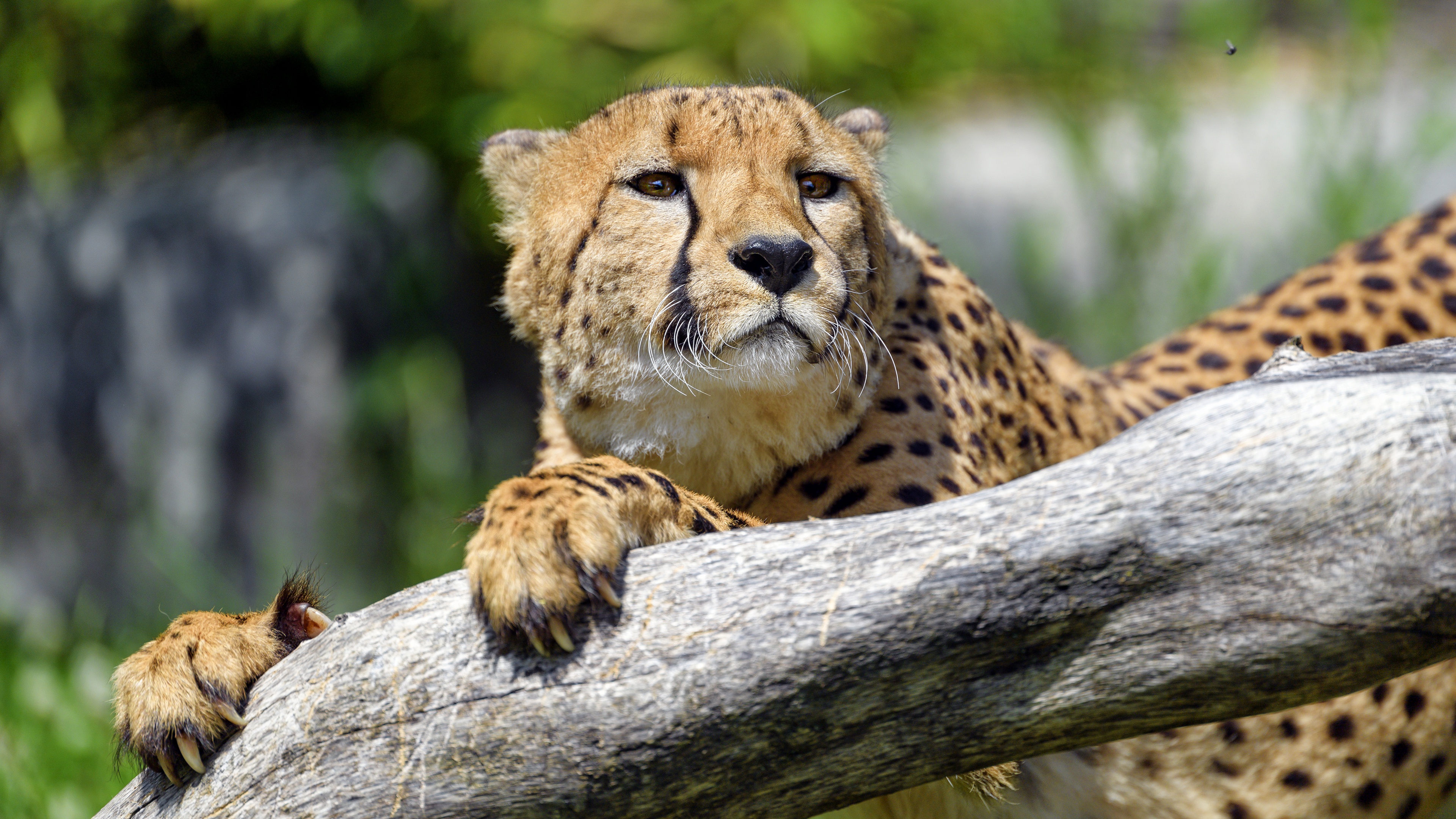 Free download wallpaper Cats, Cheetah, Animal on your PC desktop