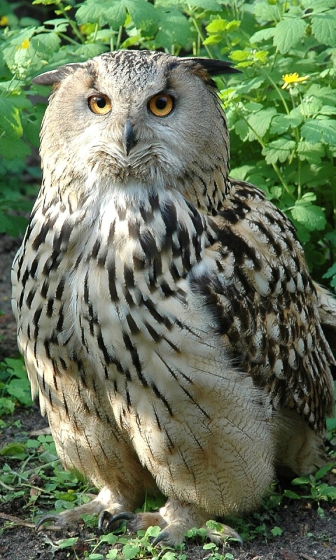 Download mobile wallpaper Owl, Birds, Animal for free.