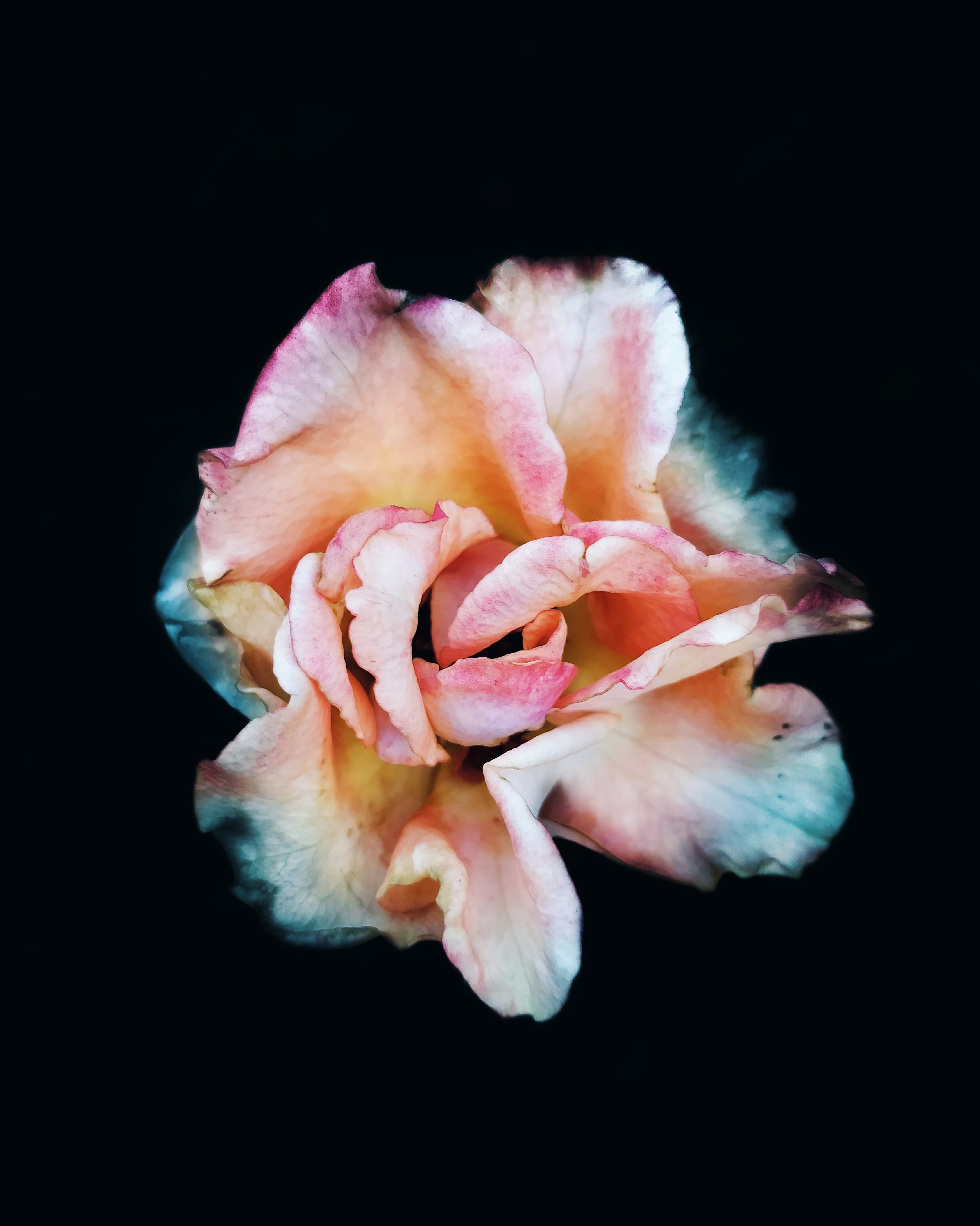 Download mobile wallpaper Rose, Macro, Flower, Rose Flower, Pink for free.