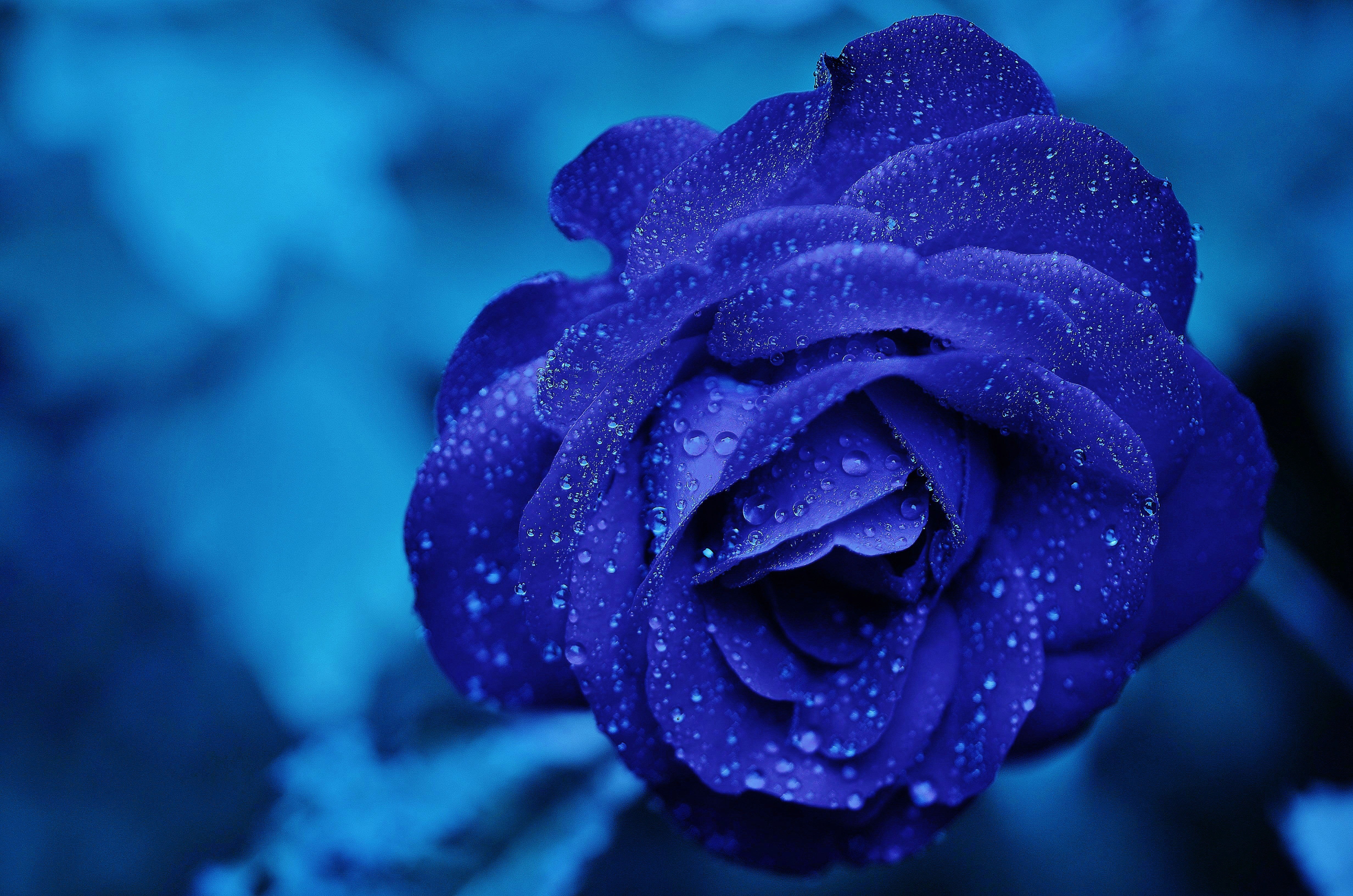 76664 скачать картинку цветок, синяя роза, макро, капли, бутон - обои и заставки бесплатно