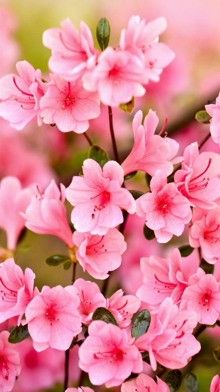 Descarga gratuita de fondo de pantalla para móvil de Flores, Sakura, Flor, Flor Rosa, Florecer, Rama, Tierra, Tierra/naturaleza.