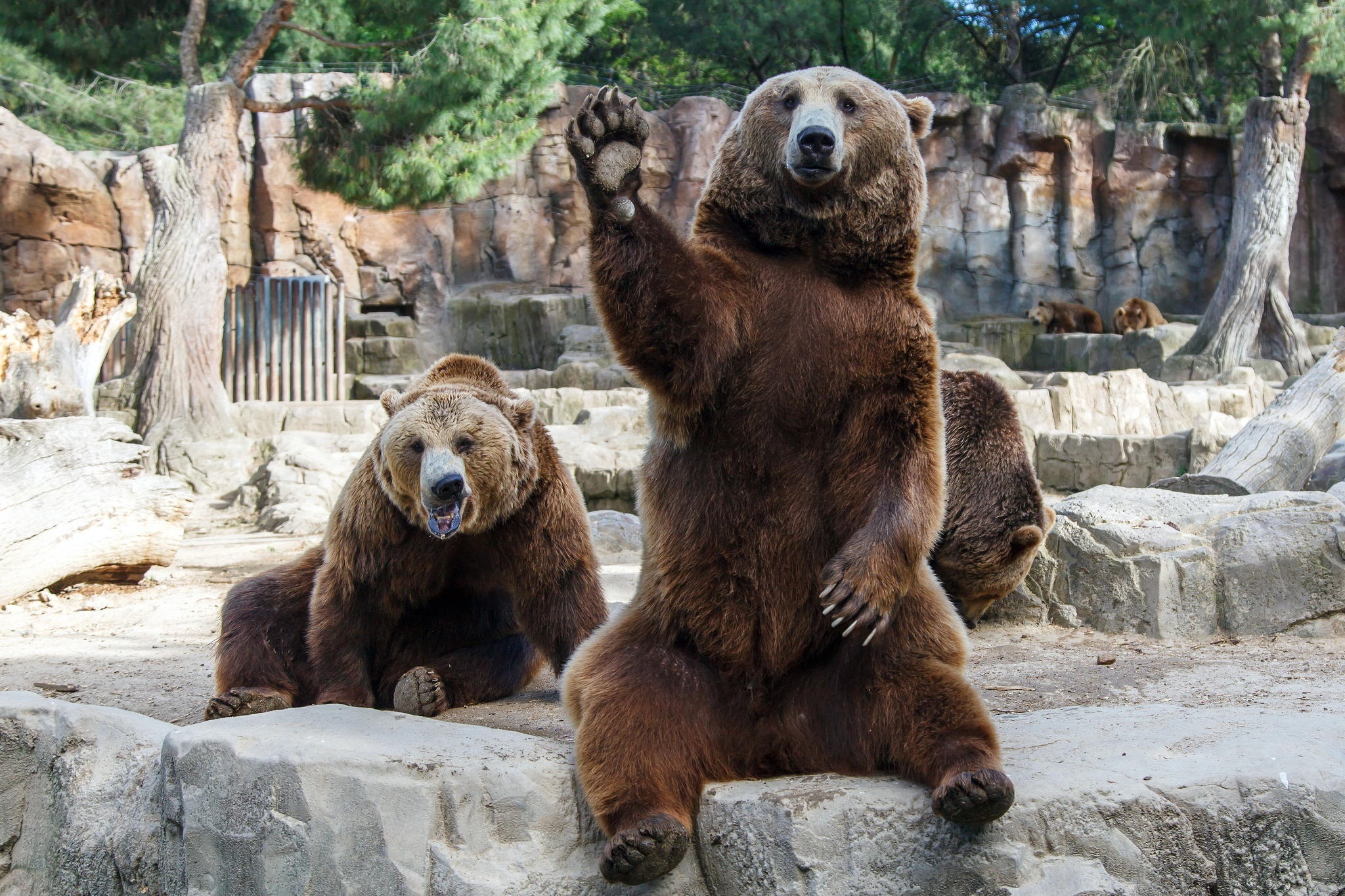 393758 descargar fondo de pantalla animales, oso, zoo, osos: protectores de pantalla e imágenes gratis