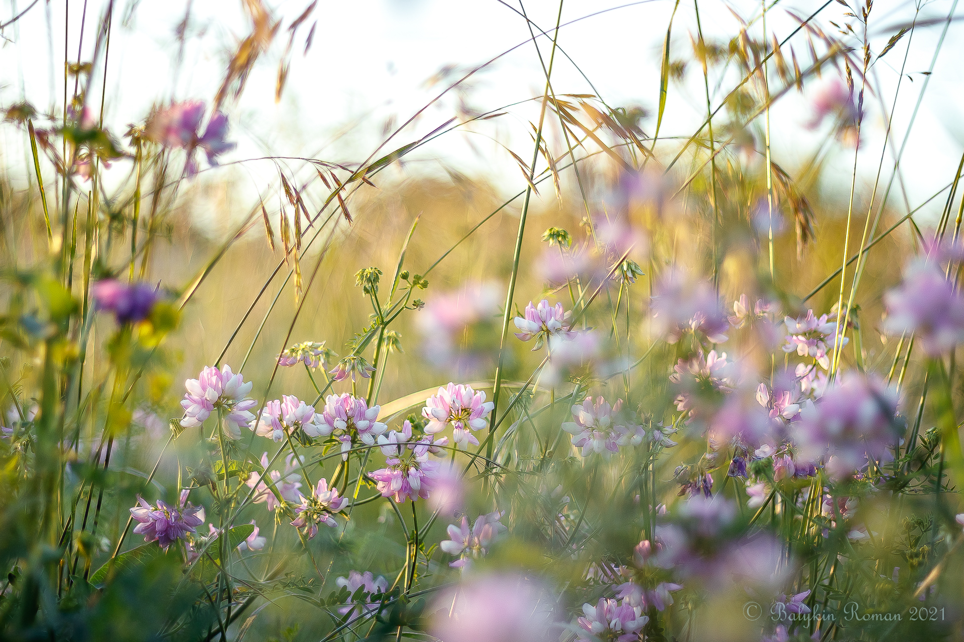 Téléchargez gratuitement l'image Fleurs, Fleur, Terre/nature sur le bureau de votre PC