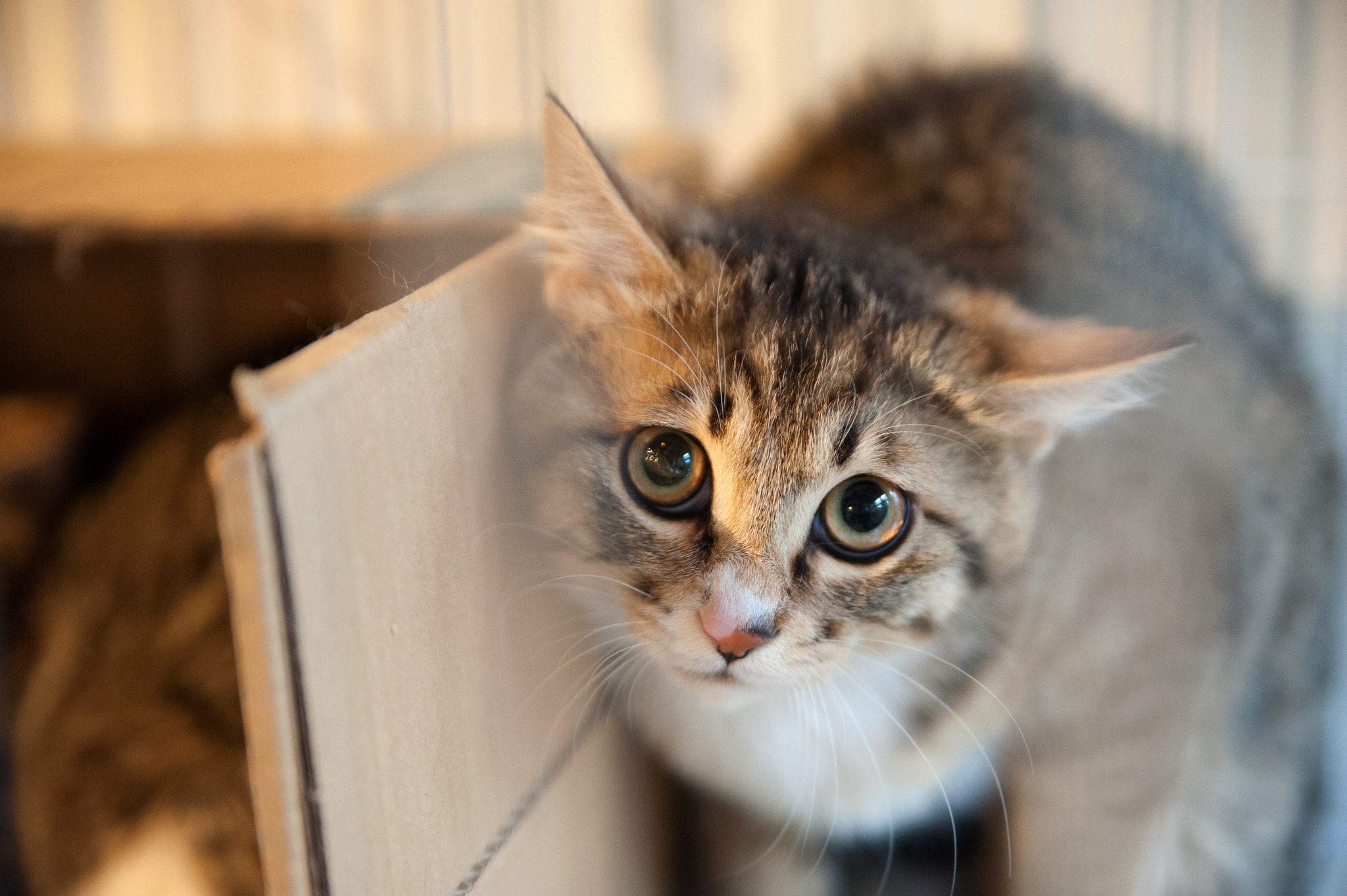 Baixar papel de parede para celular de Animais, Gatos, Gato gratuito.