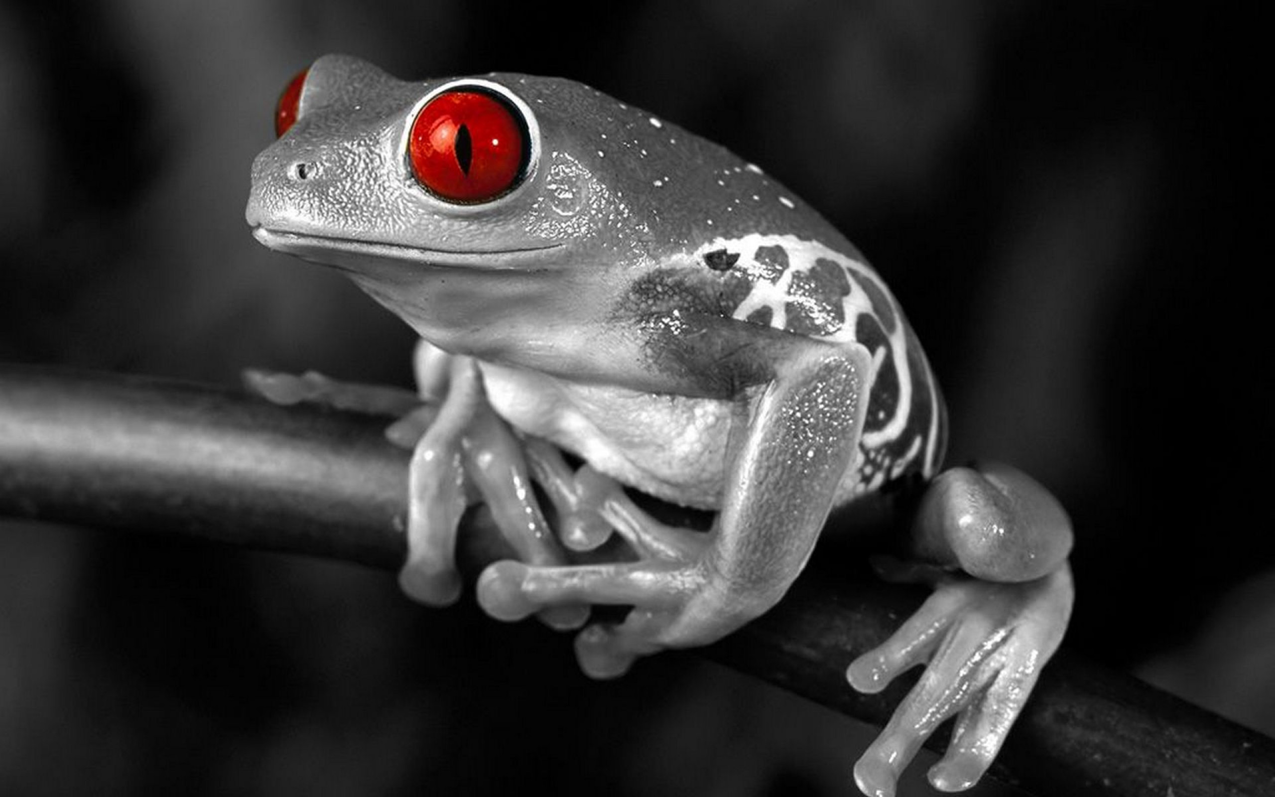 Download mobile wallpaper Red Eyed Tree Frog, Frogs, Selective Color, Frog, Animal for free.