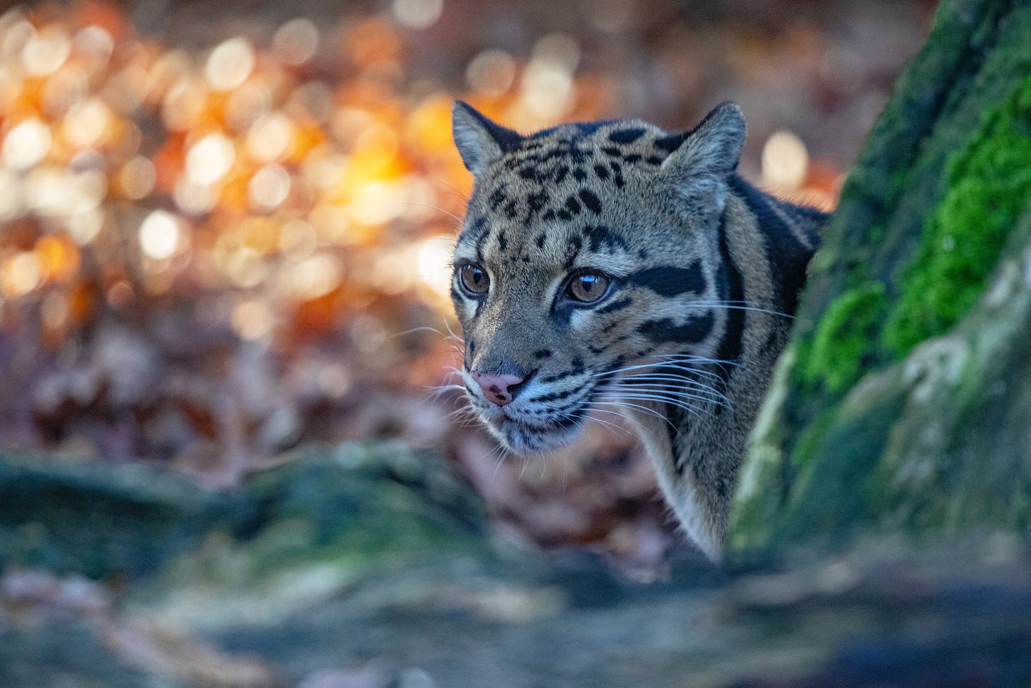Download mobile wallpaper Cats, Animal, Bokeh, Clouded Leopard for free.