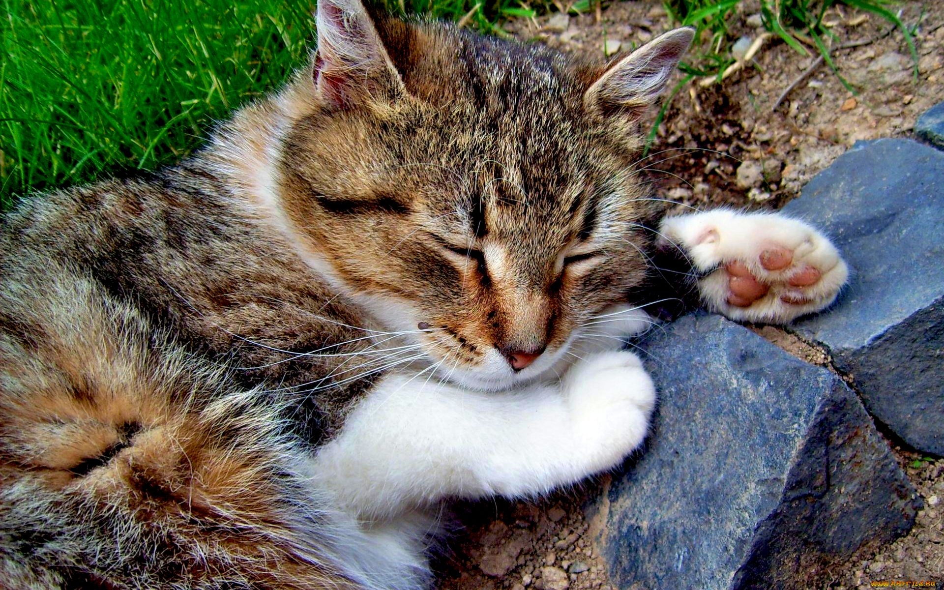 Handy-Wallpaper Tiere, Katzen, Katze kostenlos herunterladen.