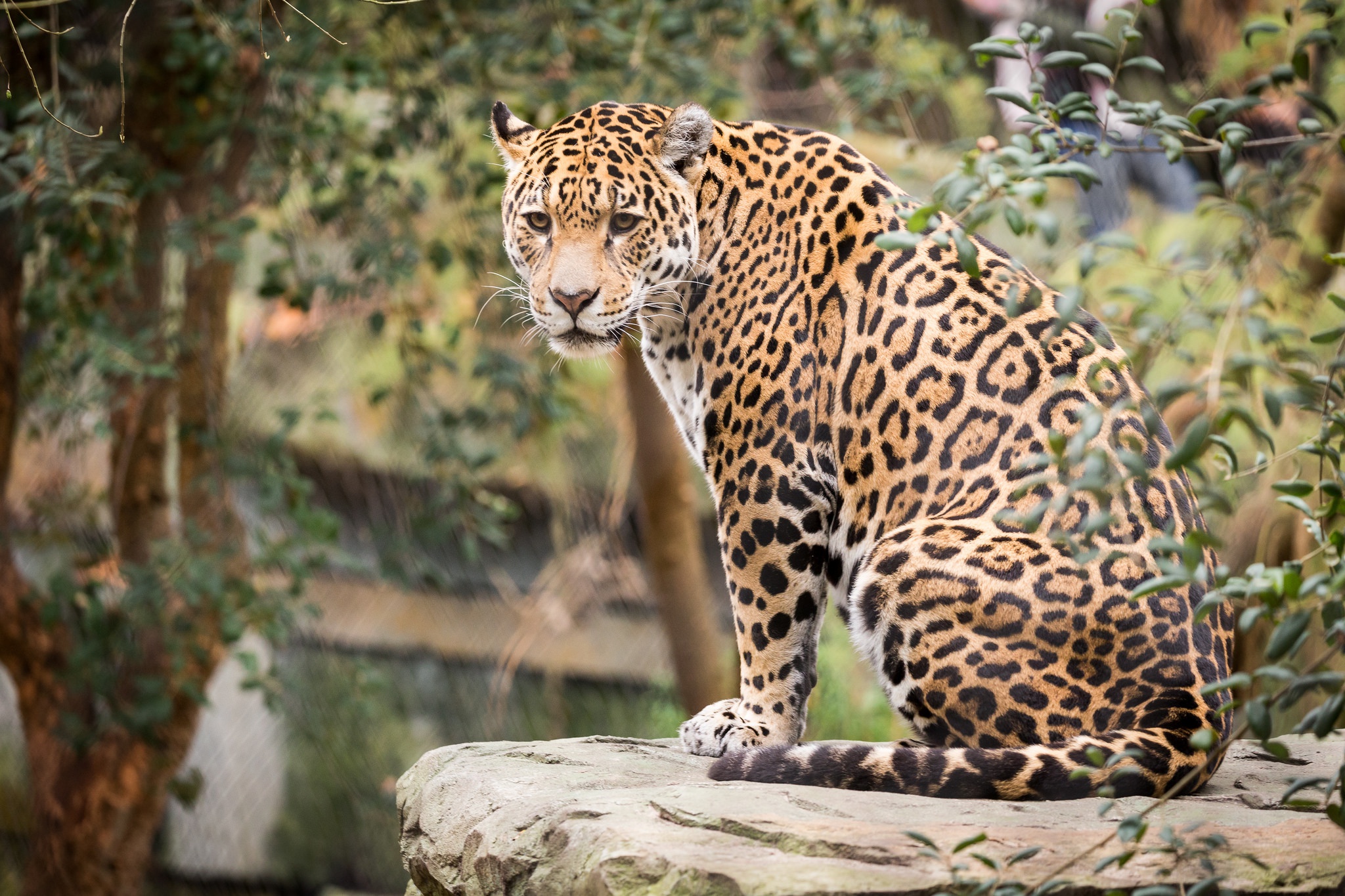 Téléchargez des papiers peints mobile Animaux, Chats, Jaguar, Profondeur De Champ gratuitement.