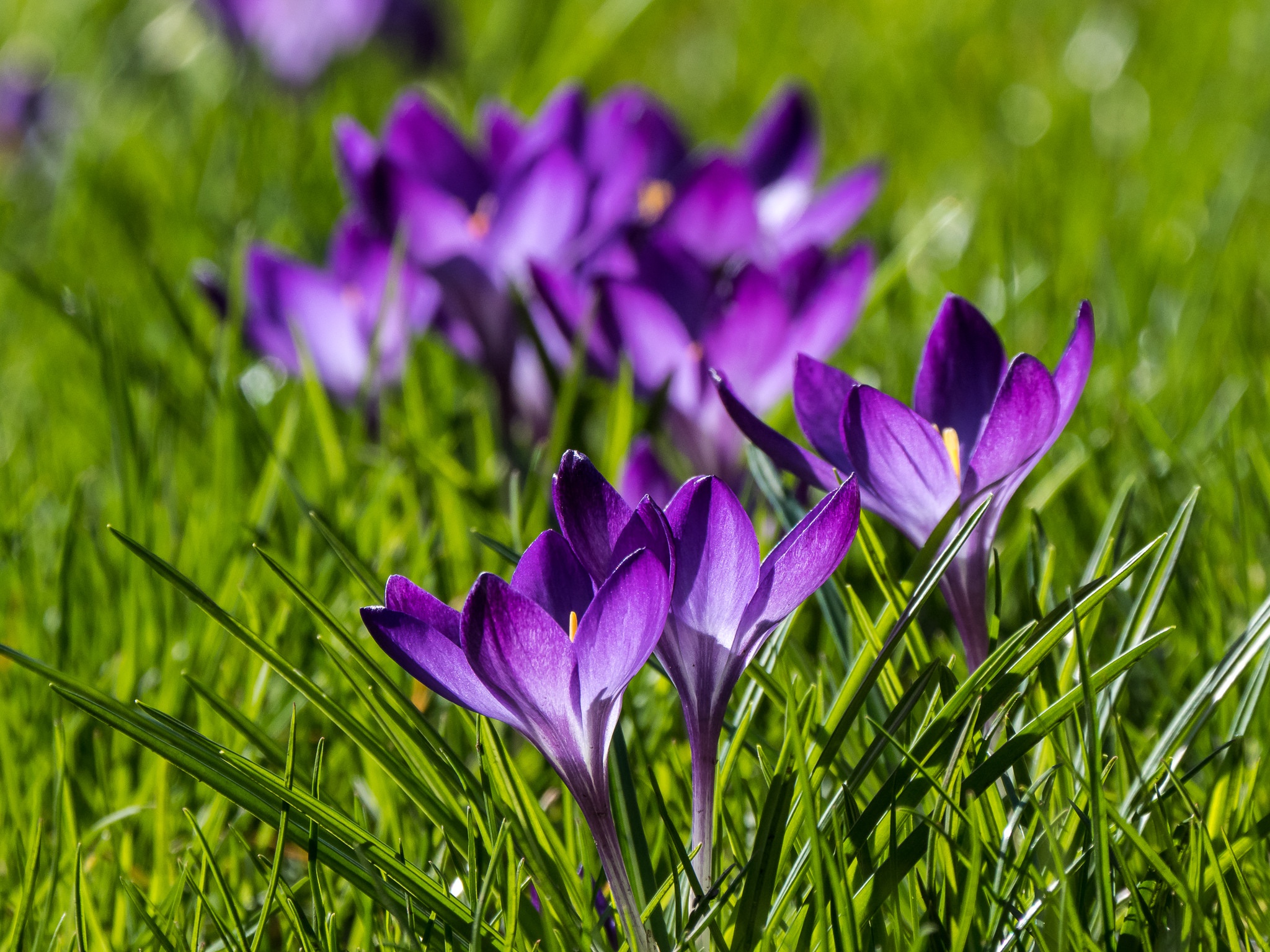 Free download wallpaper Nature, Flowers, Grass, Flower, Macro, Earth, Crocus, Purple Flower on your PC desktop