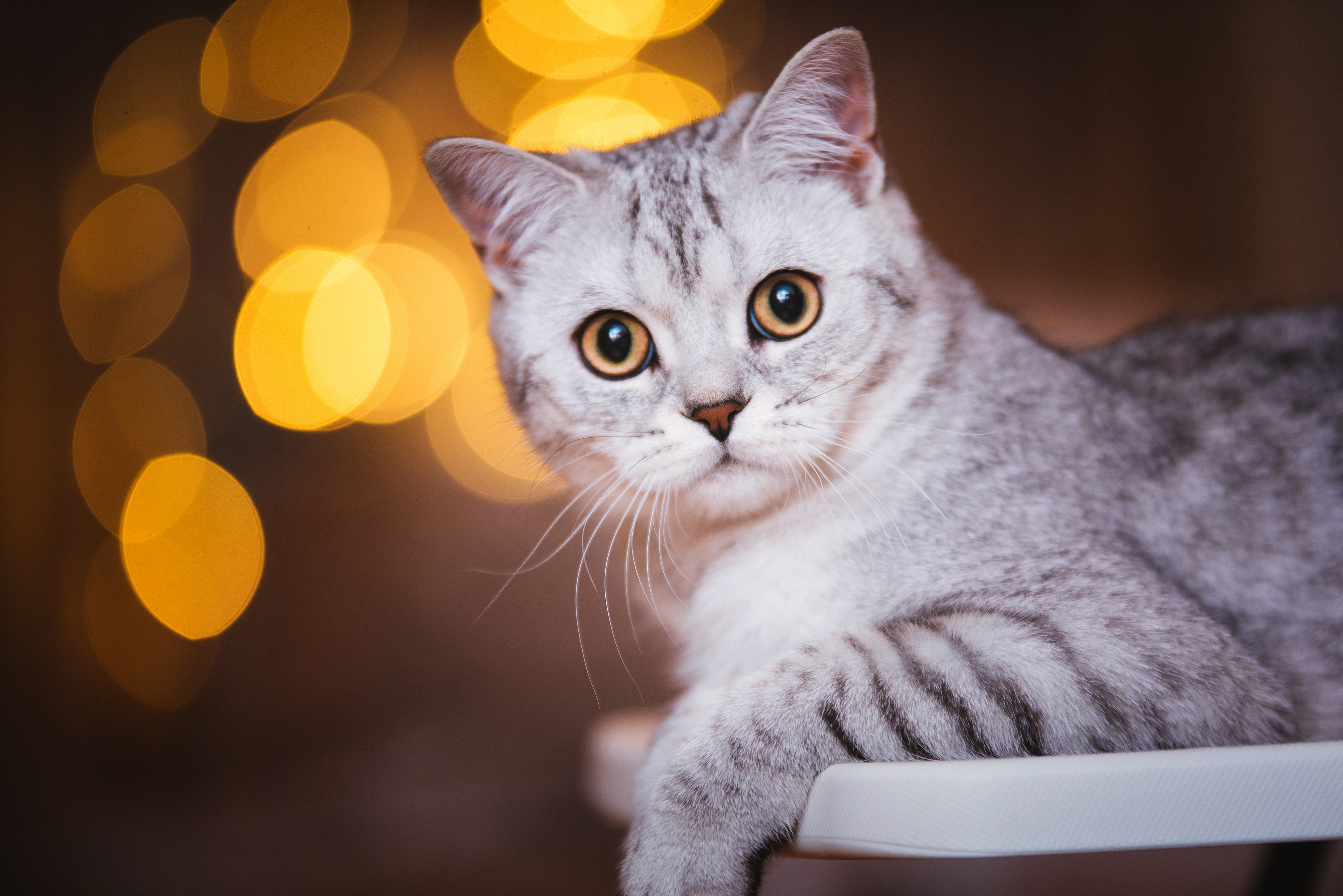 Download mobile wallpaper Cats, Cat, Animal, Bokeh for free.