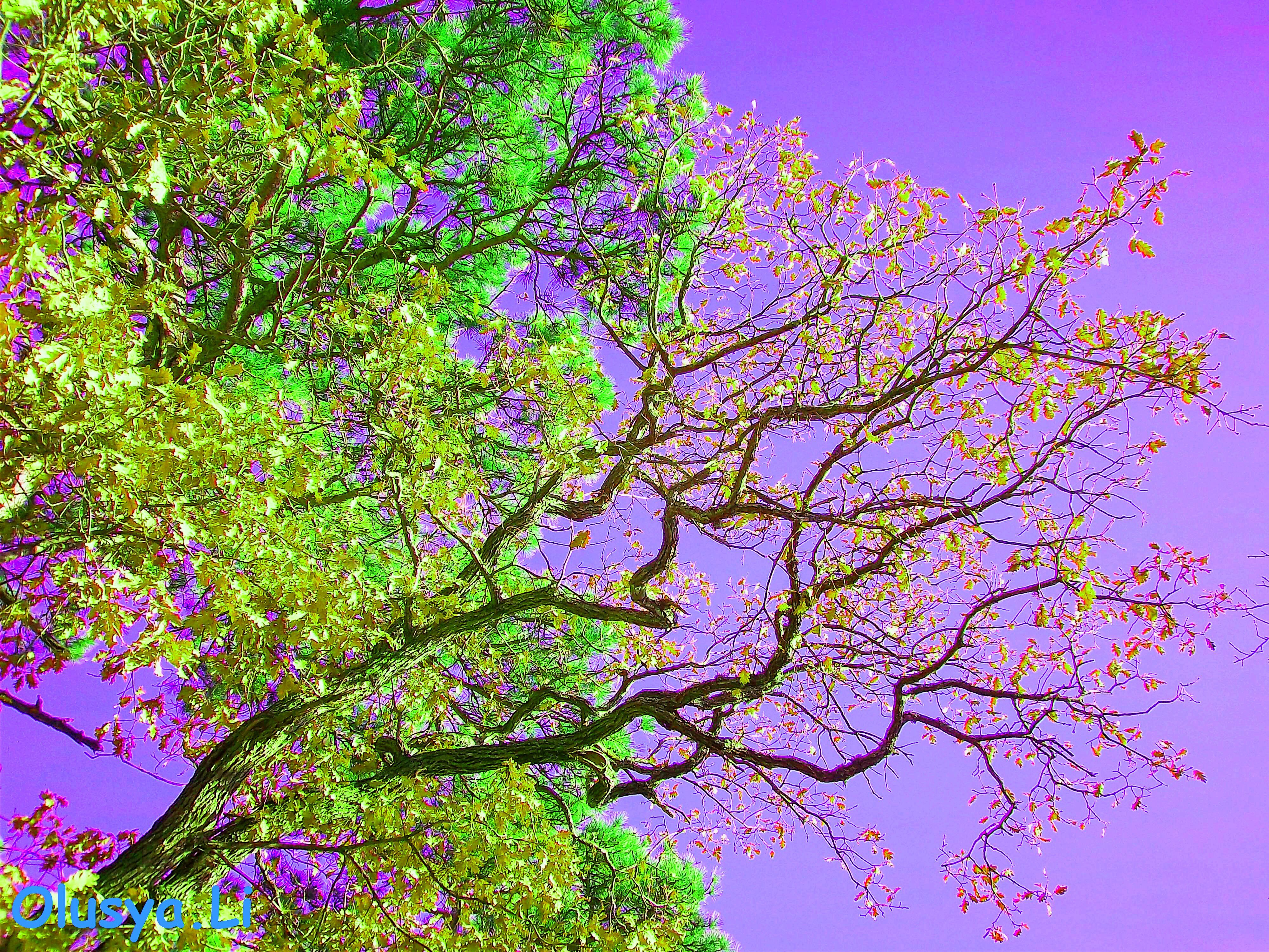 Baixe gratuitamente a imagem Árvores, Árvore, Terra/natureza na área de trabalho do seu PC
