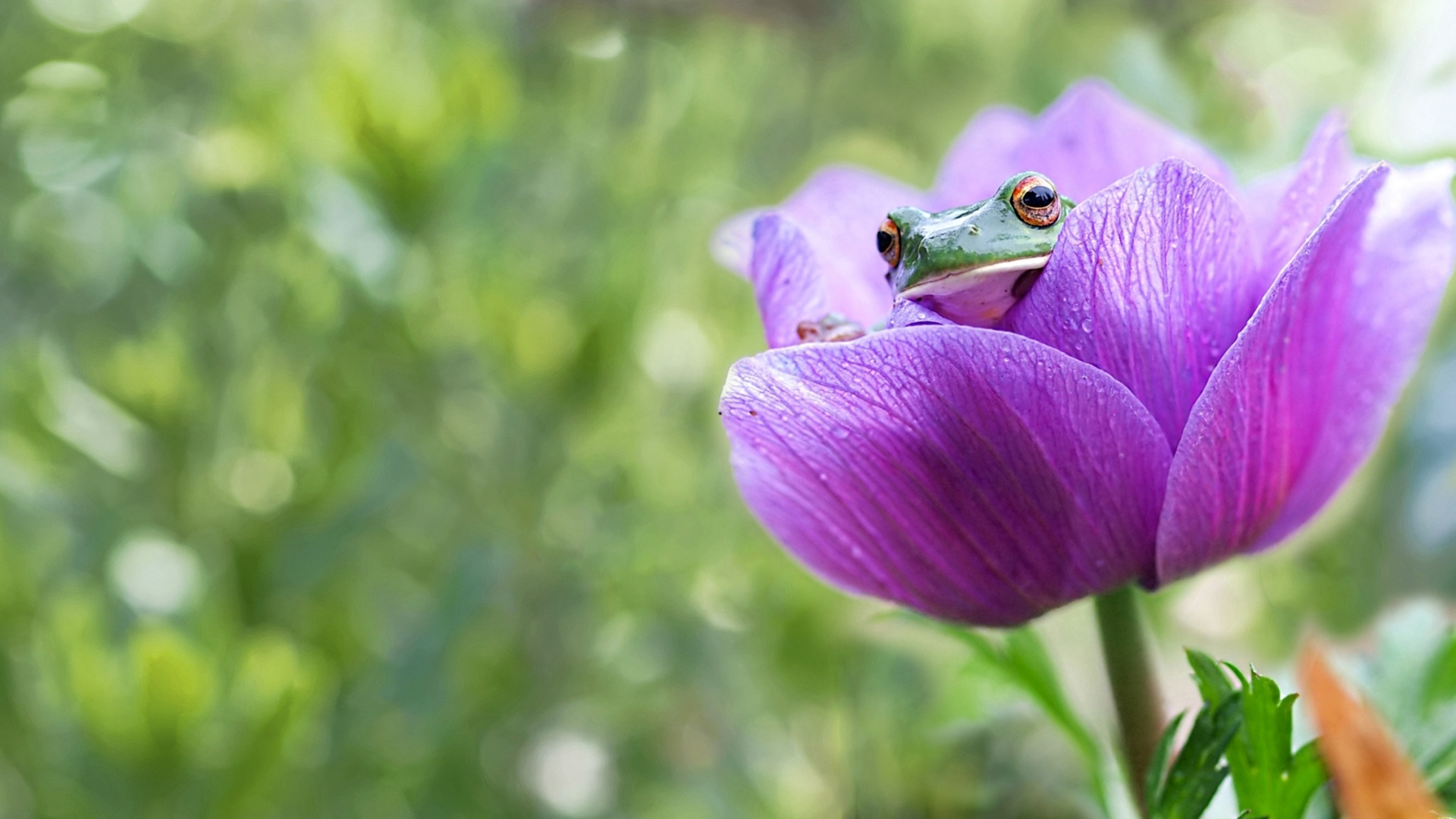Download mobile wallpaper Frogs, Flower, Animal, Bokeh, Tulip, Frog, Amphibian, Purple Flower for free.